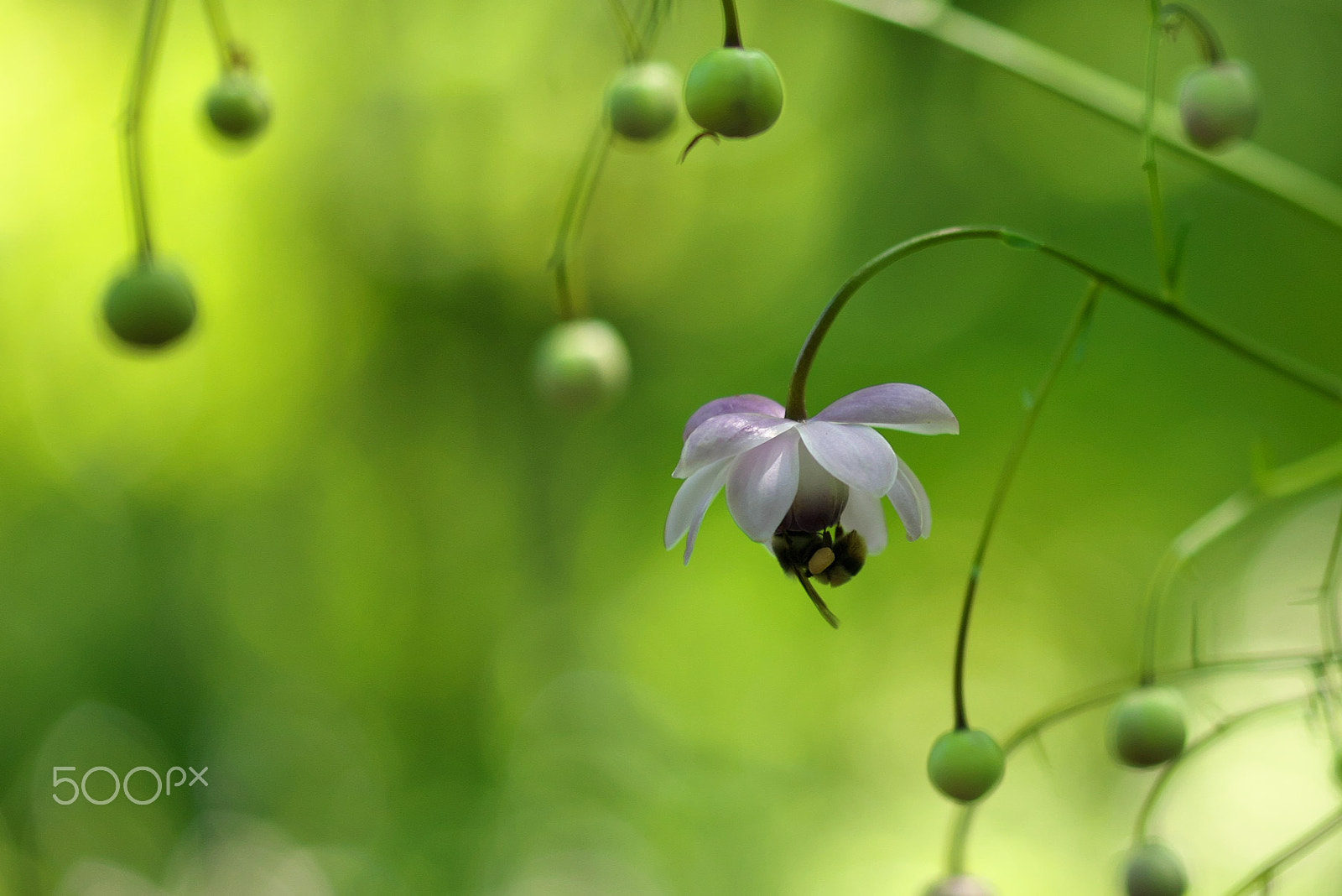 VR 105mm F/2.8 G sample photo. In the forrest photography