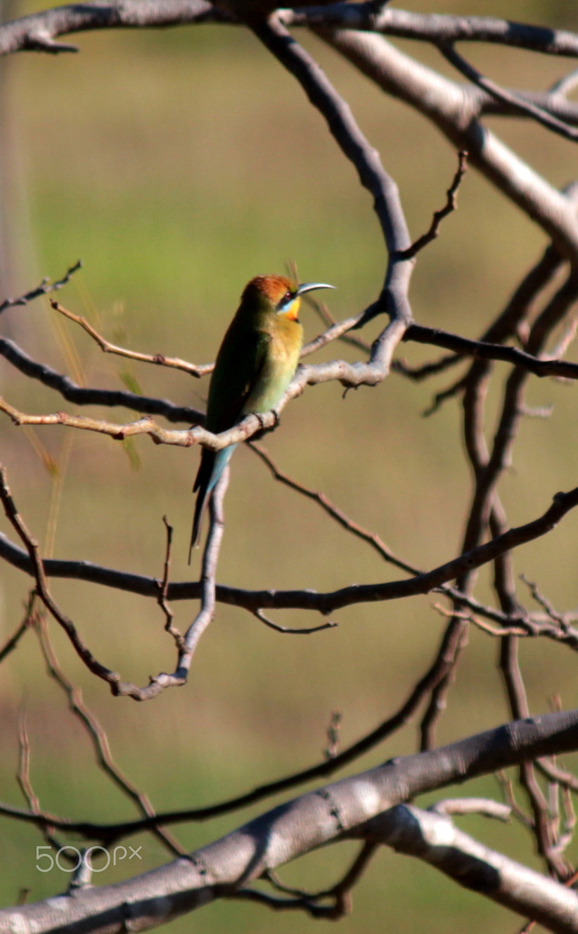 Canon EF-S 55-250mm F4-5.6 IS sample photo. Rainbow bee eater photography
