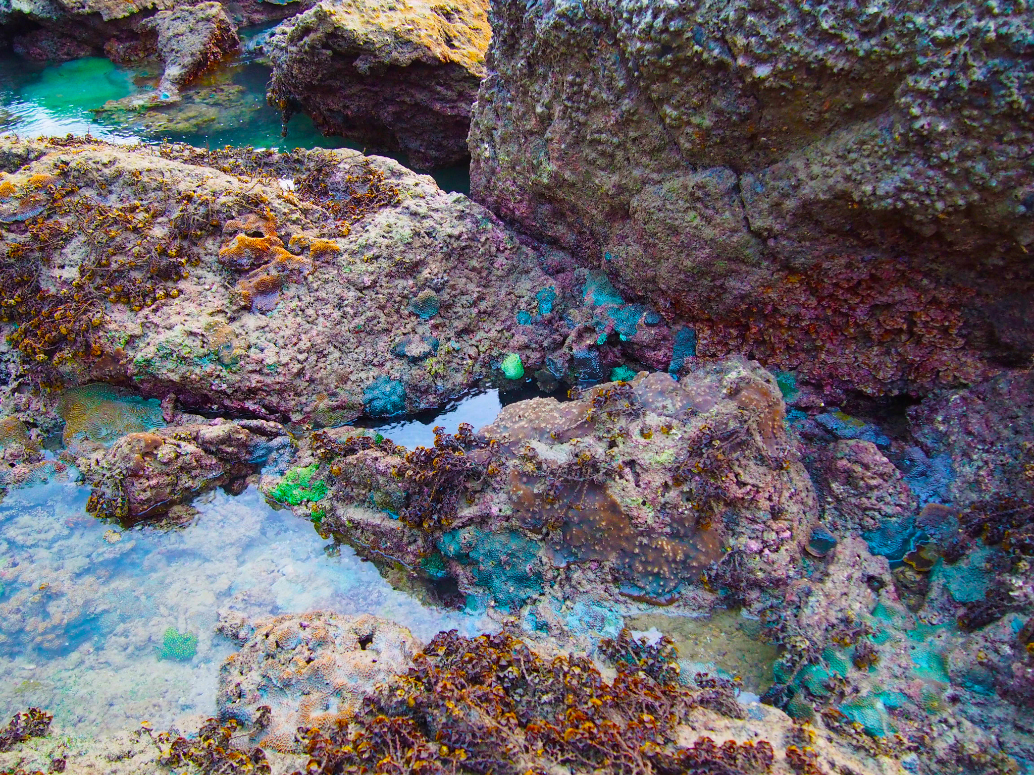 Olympus PEN E-P5 sample photo. Tidal pool treasures photography