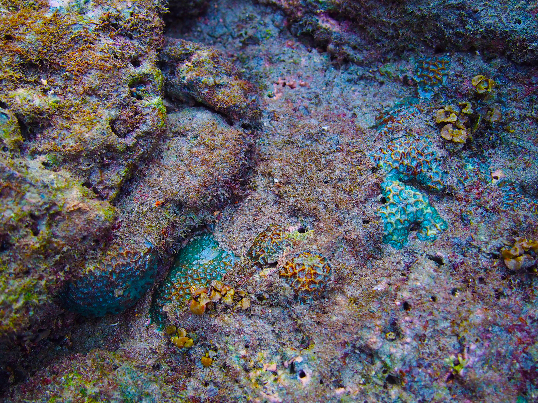 Olympus PEN E-P5 sample photo. Turquoise tidal pool treasures photography