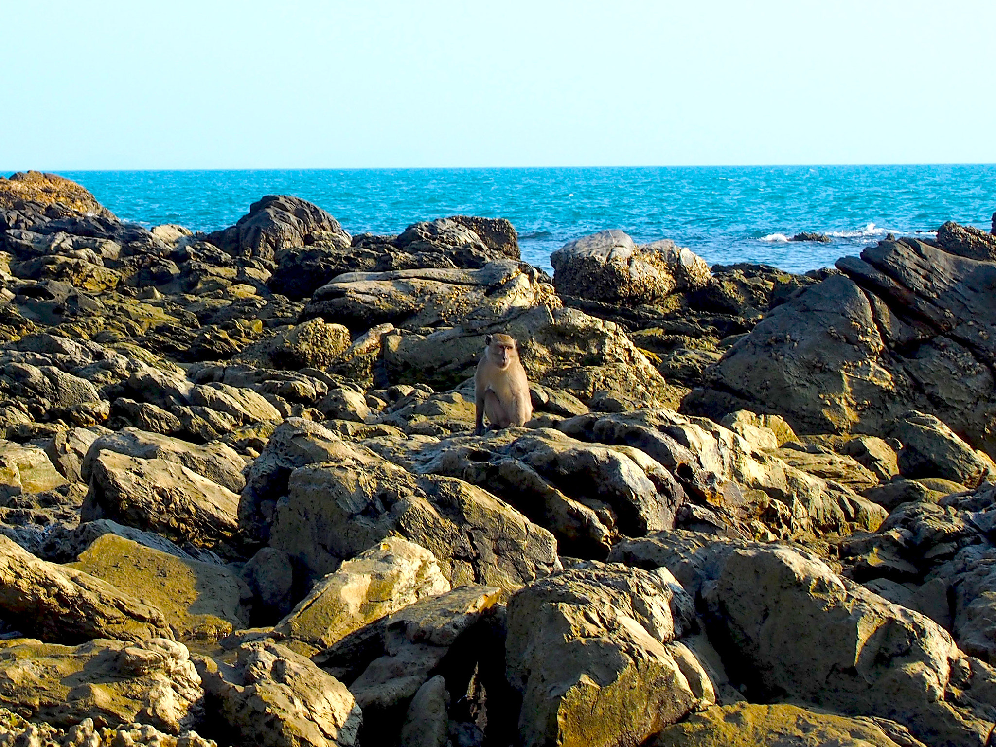 Olympus PEN E-P5 sample photo. Philosophical monkey photography