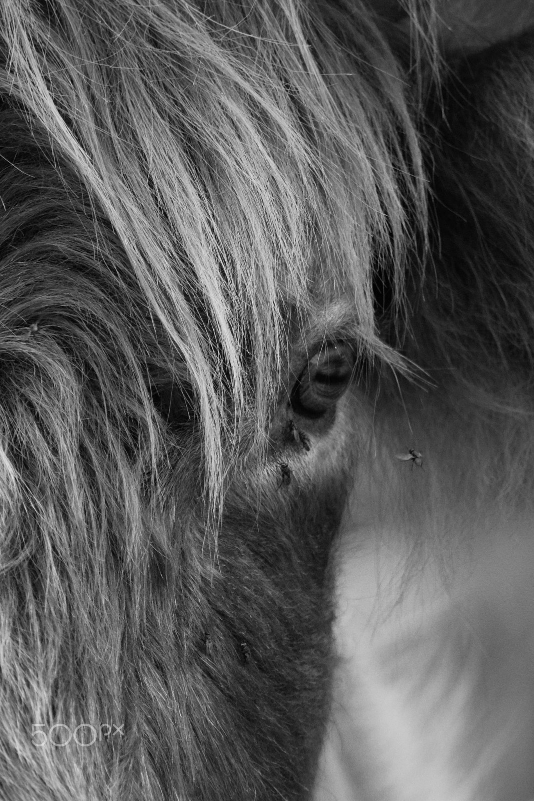 Tamron SP 150-600mm F5-6.3 Di VC USD sample photo. A cow portrait closeup. photography
