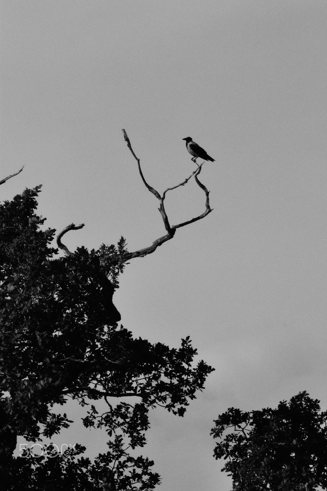 Tamron SP 150-600mm F5-6.3 Di VC USD sample photo. A crow watching its territory photography