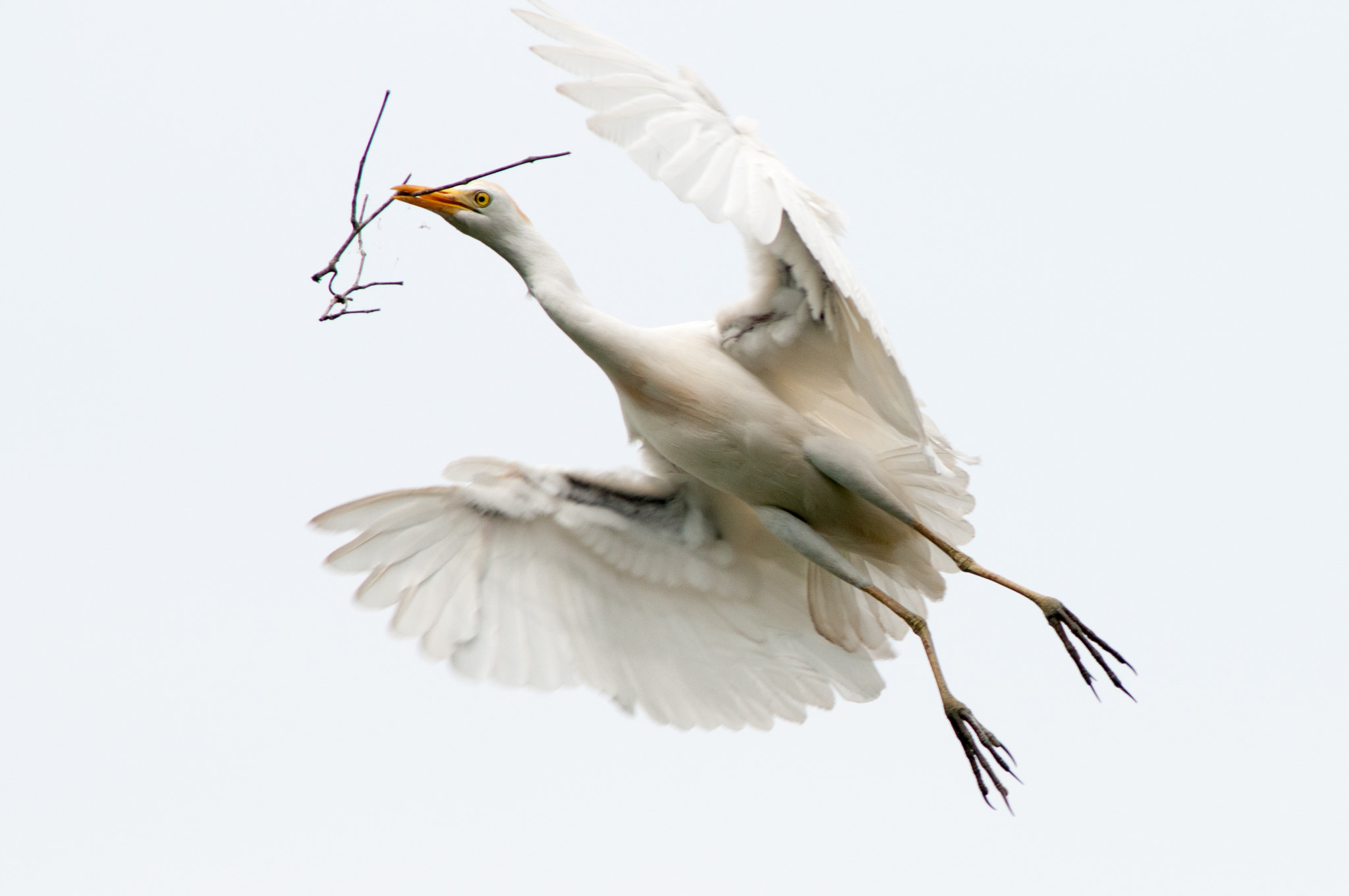 Nikon D300S + AF Nikkor 300mm f/4 IF-ED sample photo. Cattle egret in flight photography