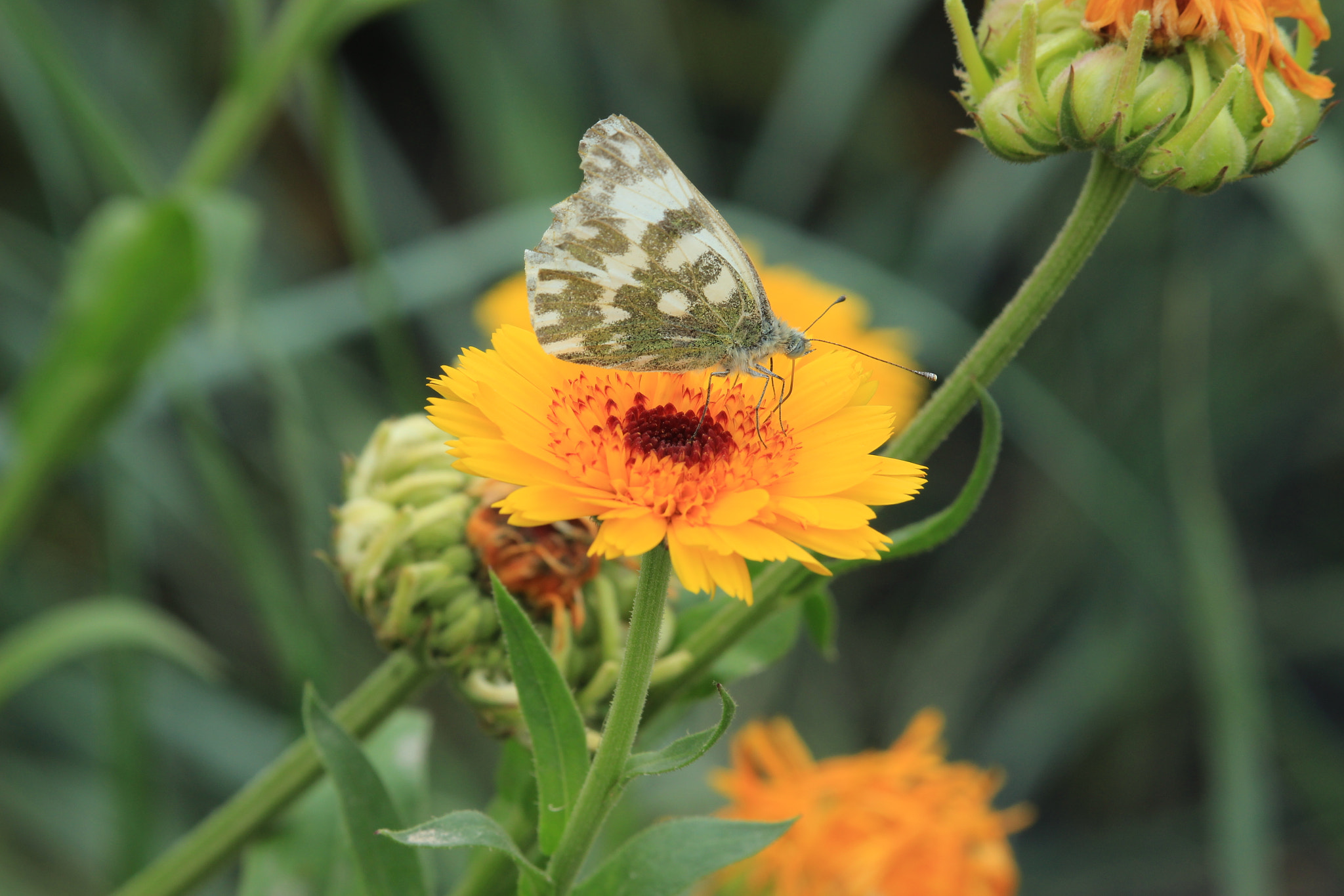 Canon EOS 700D (EOS Rebel T5i / EOS Kiss X7i) sample photo. G photography