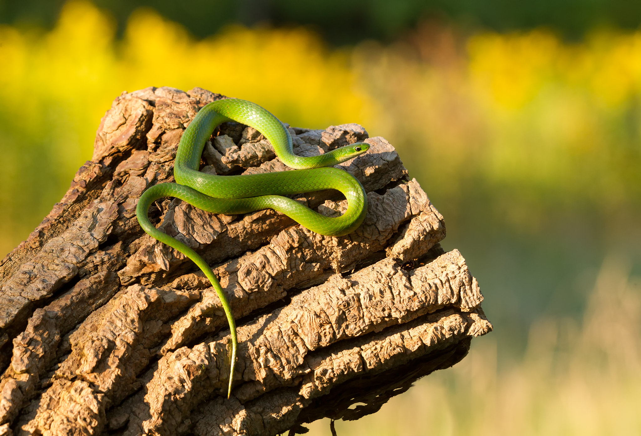 Canon EOS-1D Mark IV + Canon EF 70-200mm F4L IS USM sample photo. Smooth green snake photography