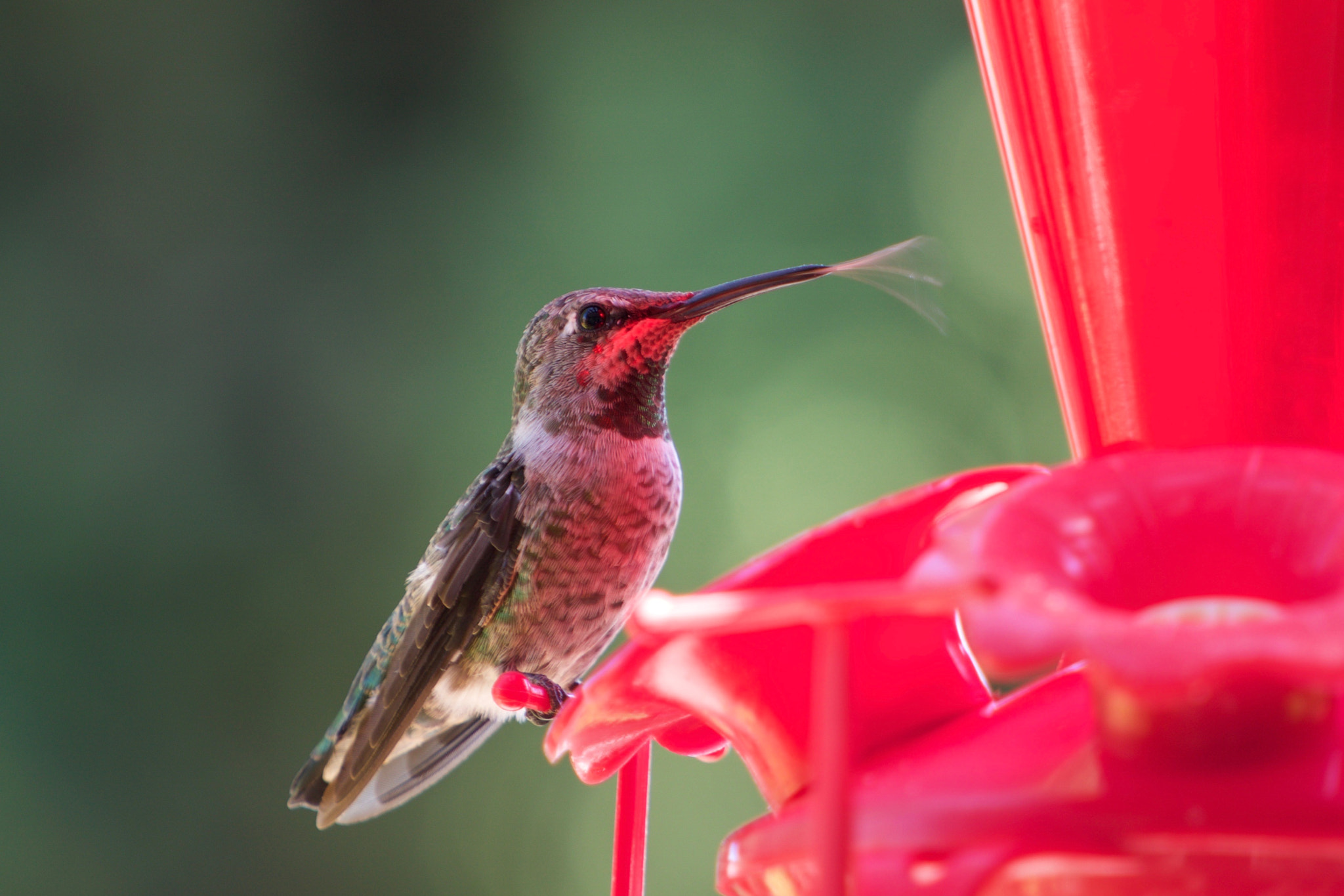 Sony a6000 + Sony FE 70-200mm F4 G OSS sample photo. Hummingbird licking good flower photography