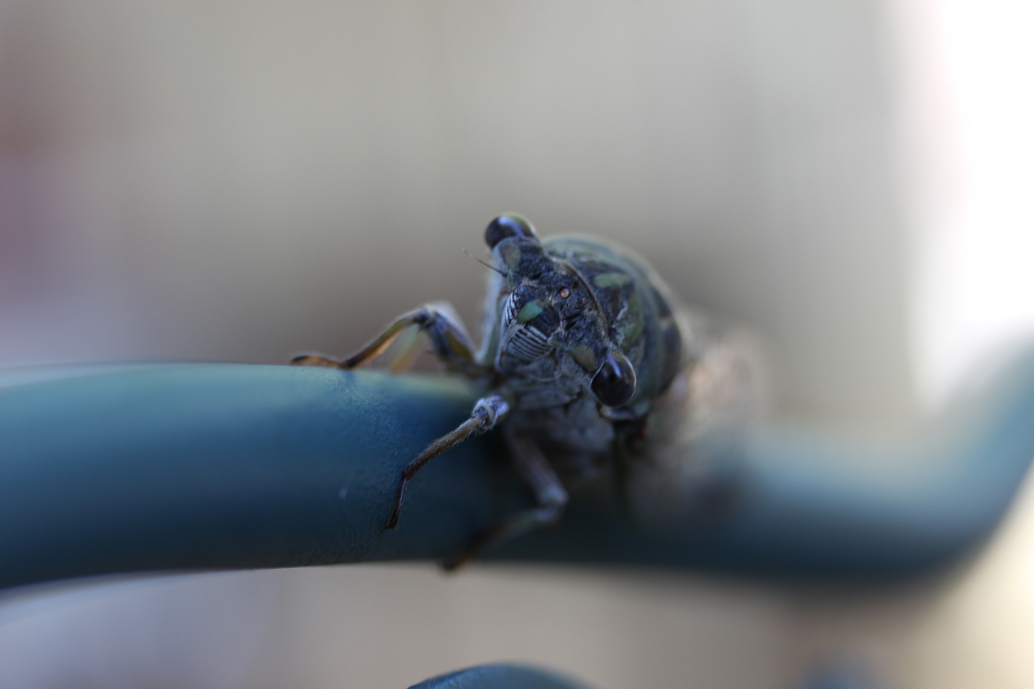 Canon EF-S 60mm F2.8 Macro USM sample photo. Cicada photography