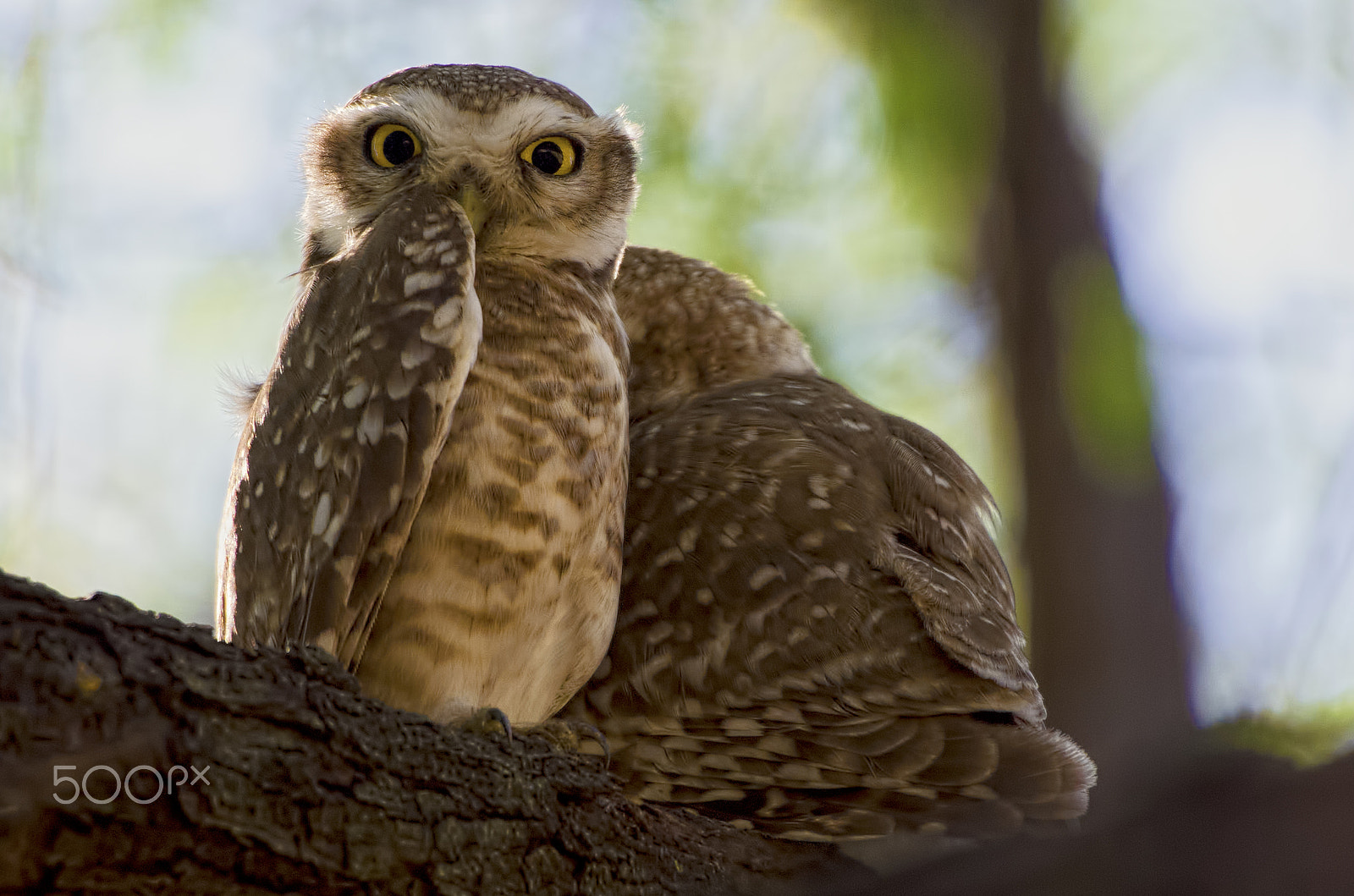 Sigma 50-500mm F4.5-6.3 DG OS HSM sample photo. Spotted owlet photography