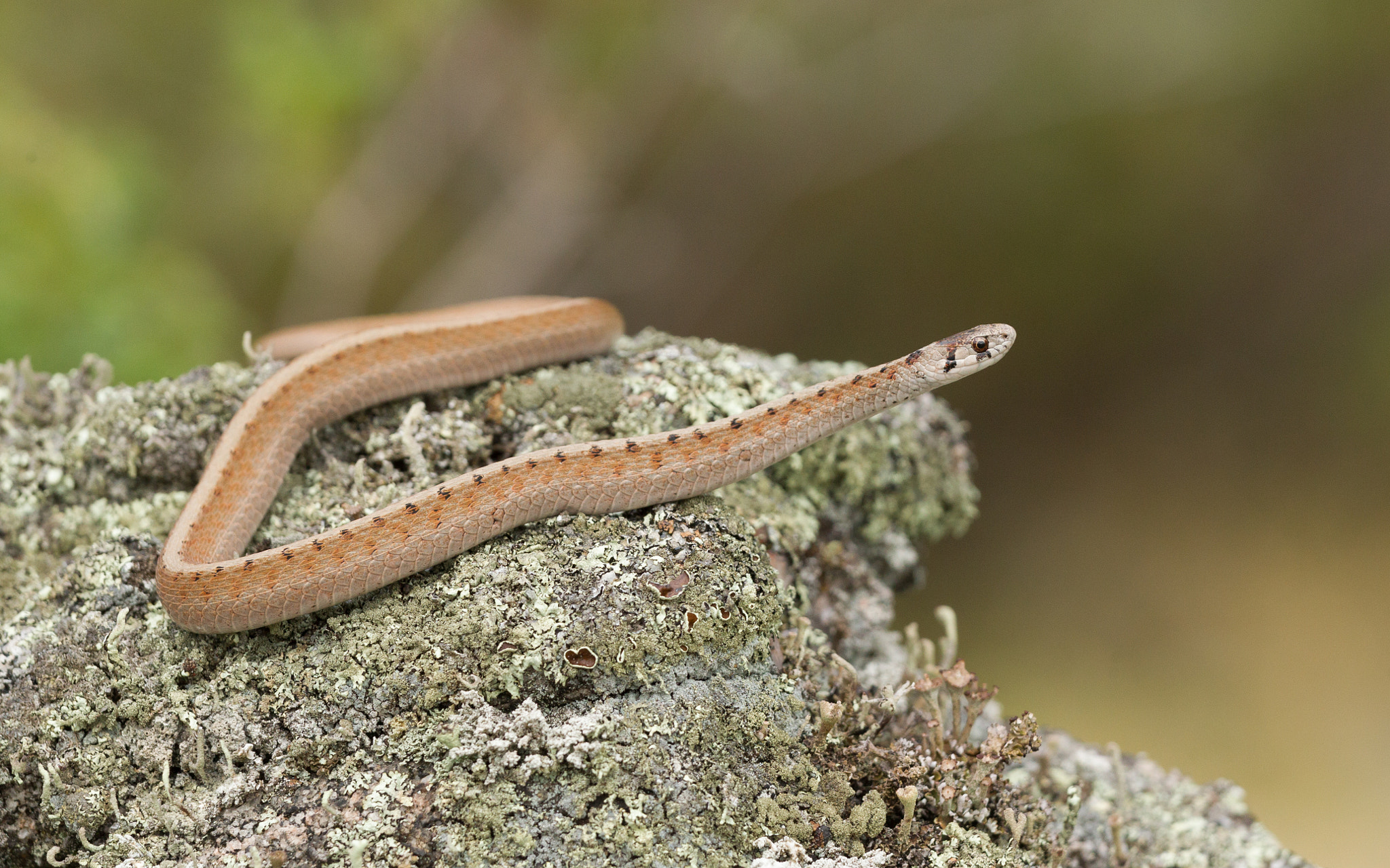 Canon EOS-1D Mark IV sample photo. Dekay’s brownsnake photography