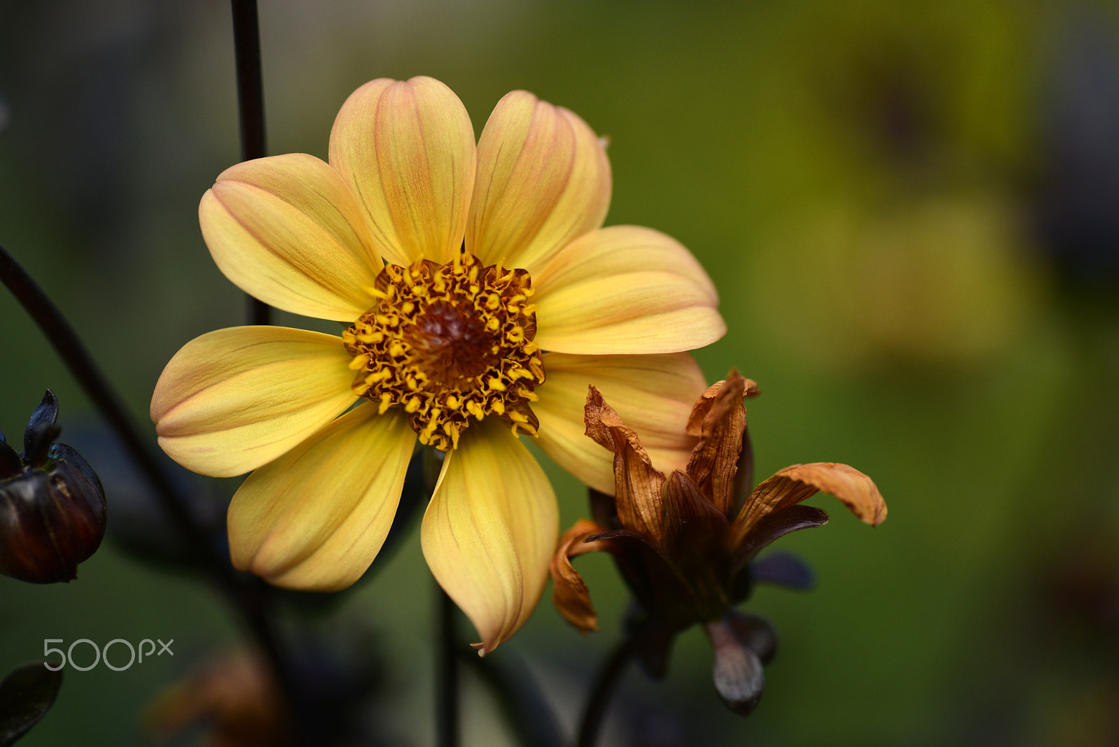 Nikon D600 sample photo. Midsummer photography