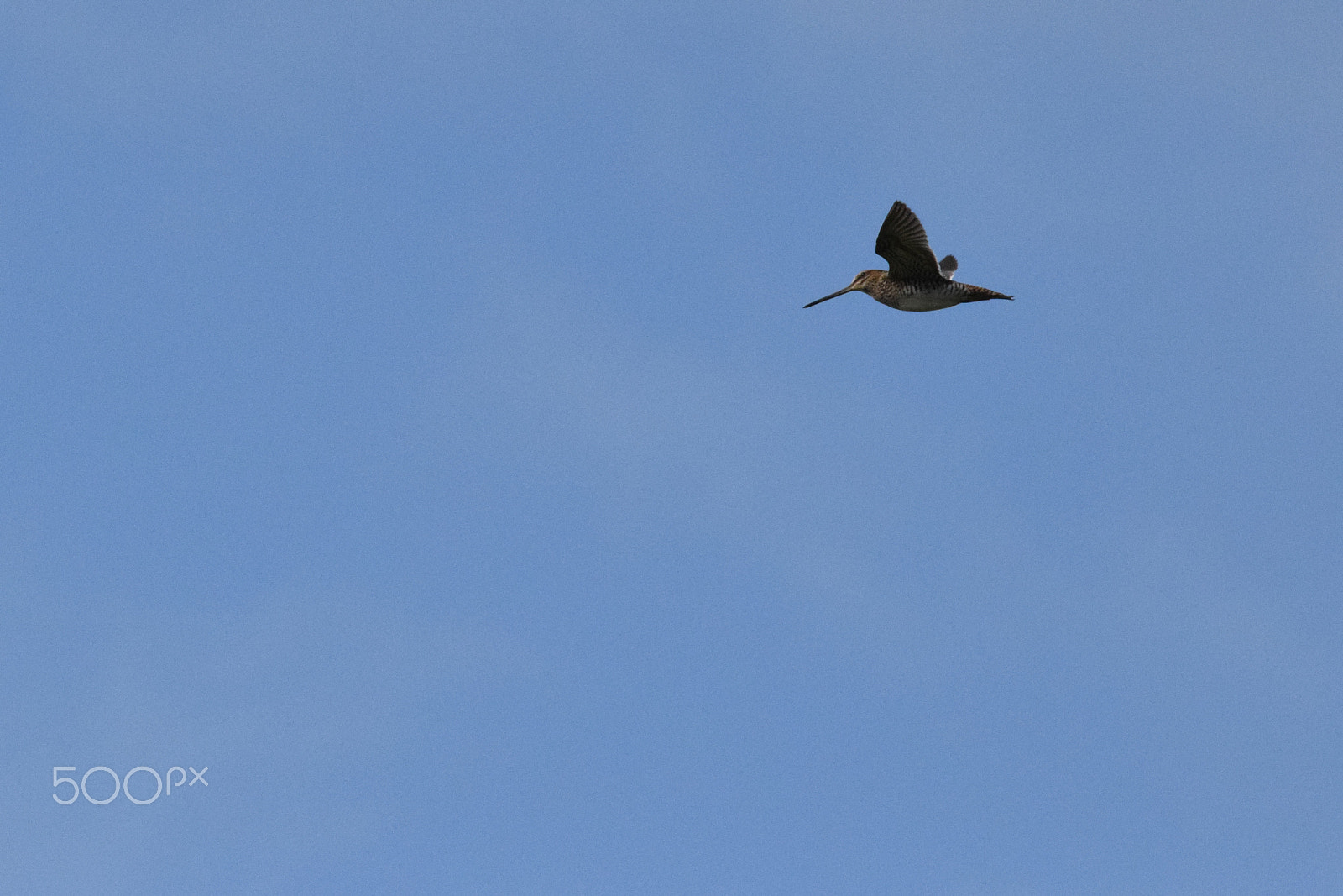 Tamron SP 150-600mm F5-6.3 Di VC USD sample photo. Common snipe (gallinago gallinago) photography