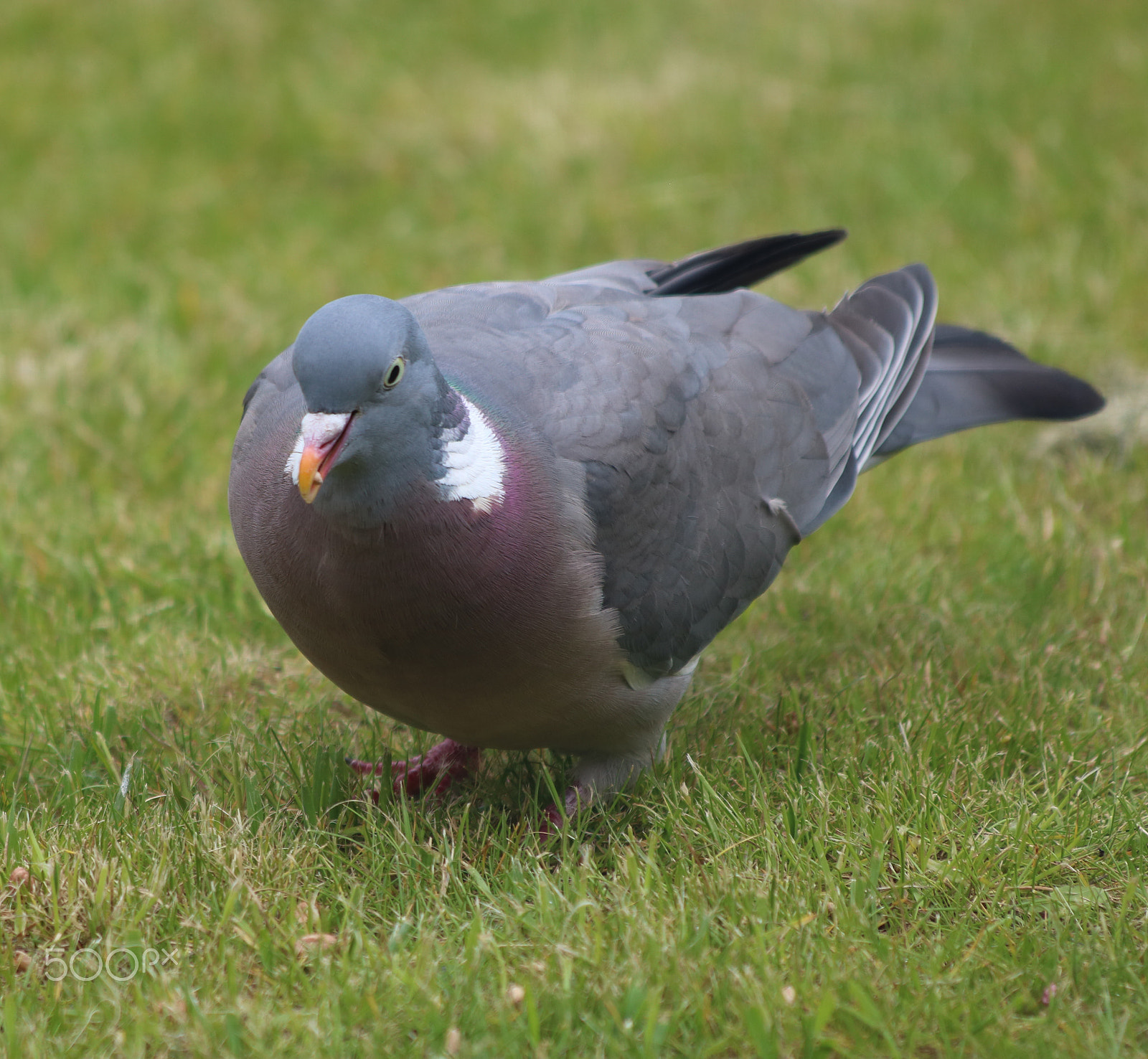 Canon EOS 750D (EOS Rebel T6i / EOS Kiss X8i) + Canon EF 70-300mm F4-5.6 IS USM sample photo. Big pigeon photography