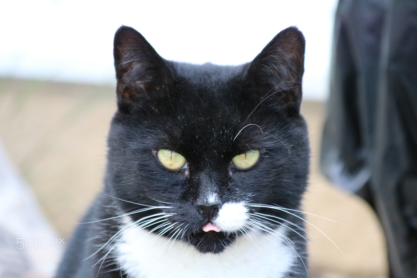 Canon EF 70-300mm F4-5.6 IS USM sample photo. Felix doing a raspberry photography