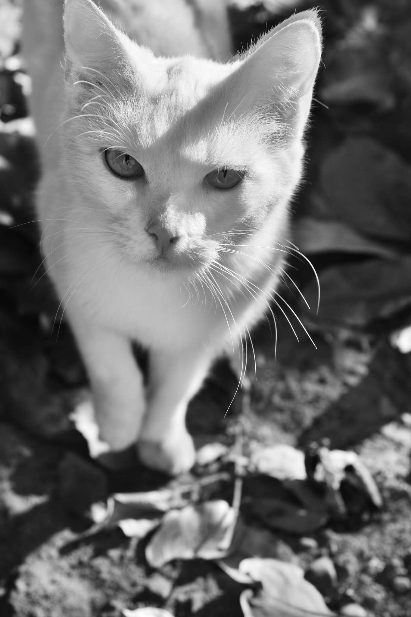 Sigma 17-70mm F2.8-4.5 DC Macro Asp. IF sample photo. Look at my eyes... photography