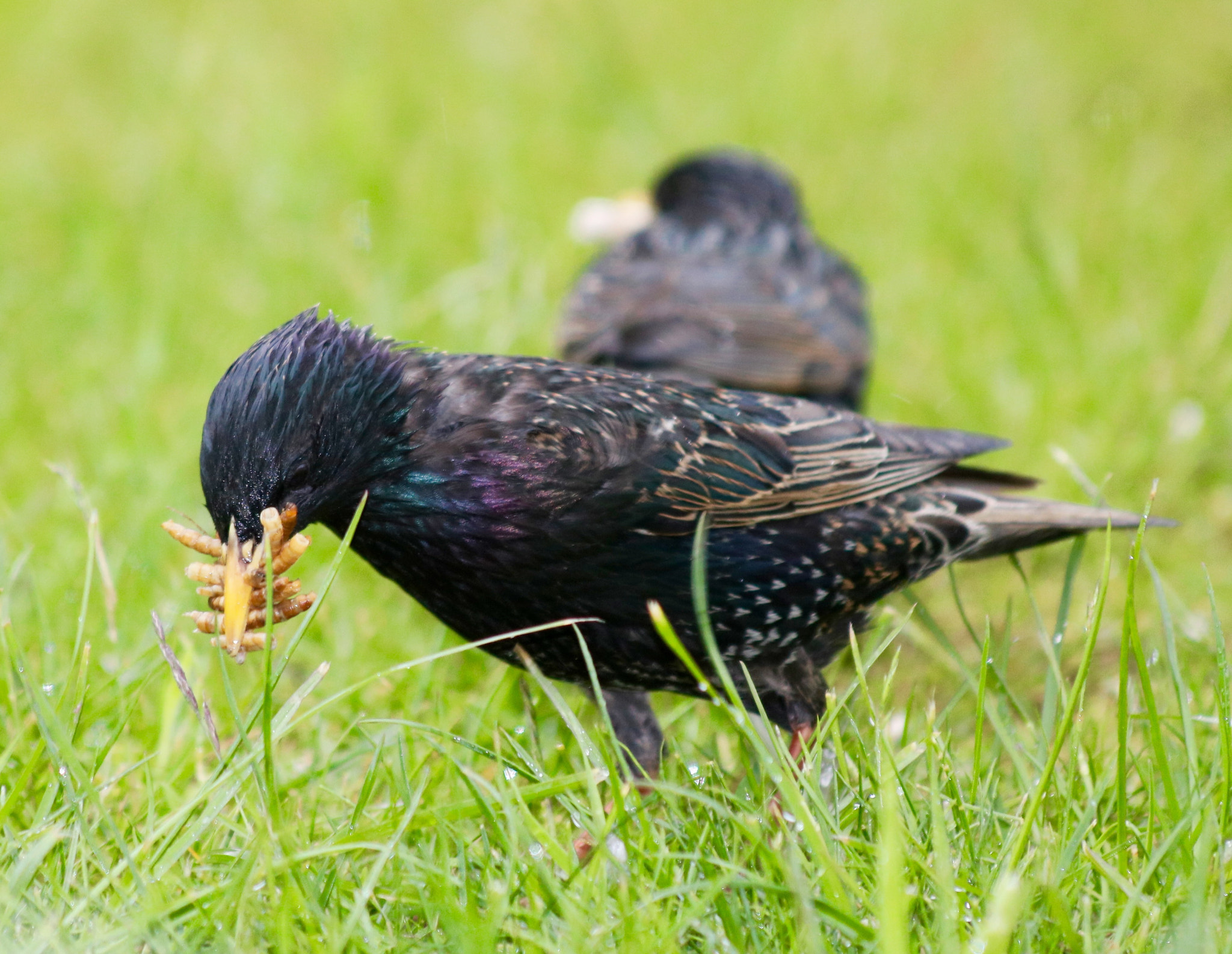 Canon EOS 750D (EOS Rebel T6i / EOS Kiss X8i) + Canon EF 70-300mm F4-5.6 IS USM sample photo. Starling feeding photography