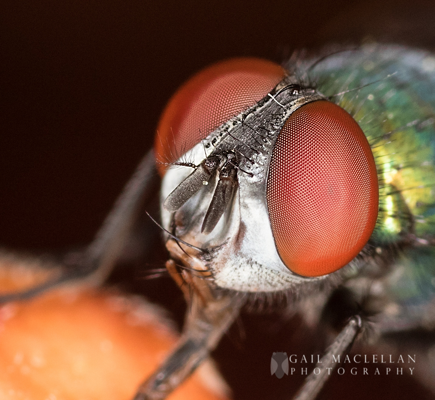 Canon MP-E 65mm F2.5 1-5x Macro Photo sample photo. Fly photography