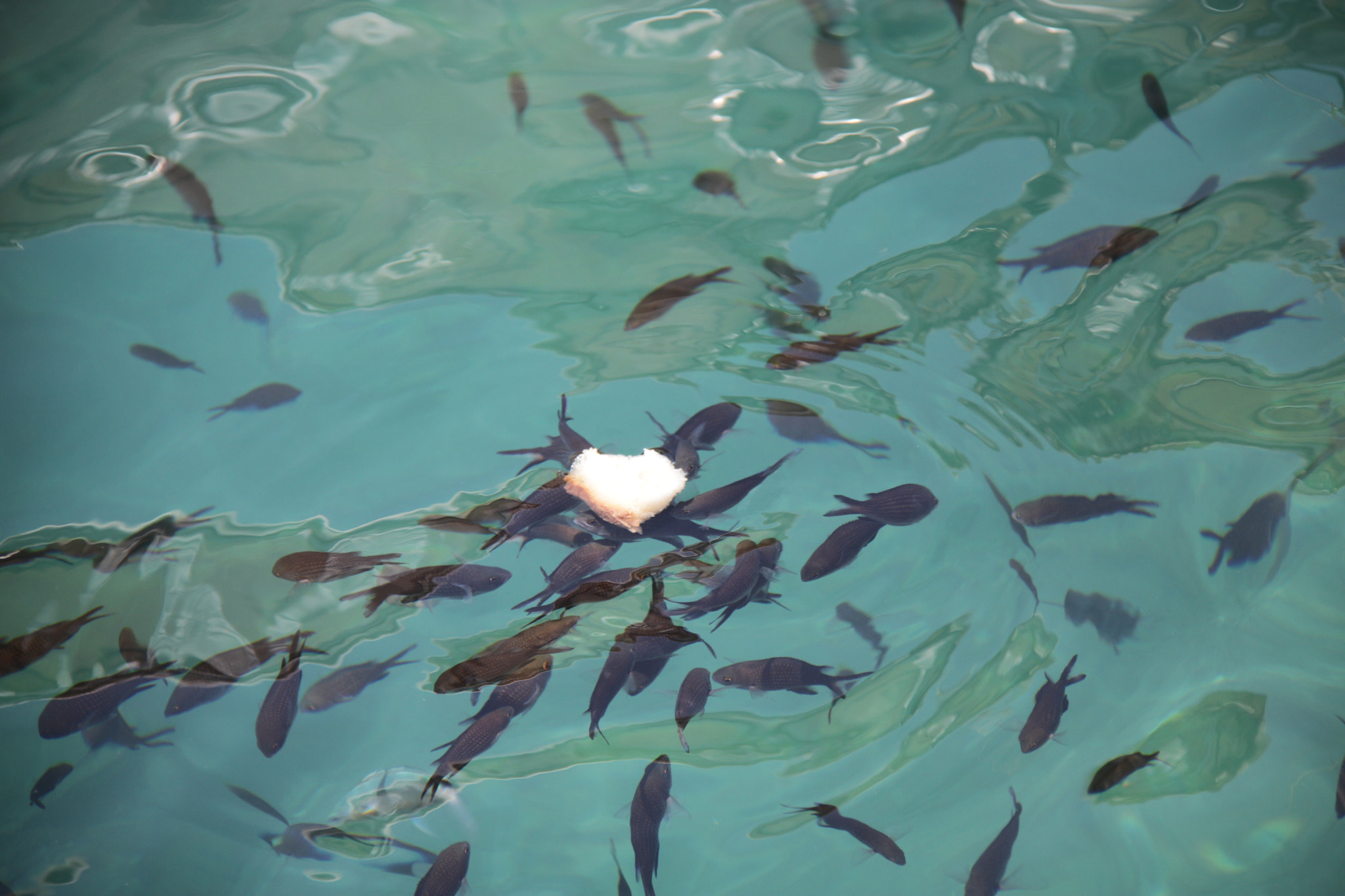 Canon EF-S 18-200mm F3.5-5.6 IS sample photo. Fish feeding in malta photography
