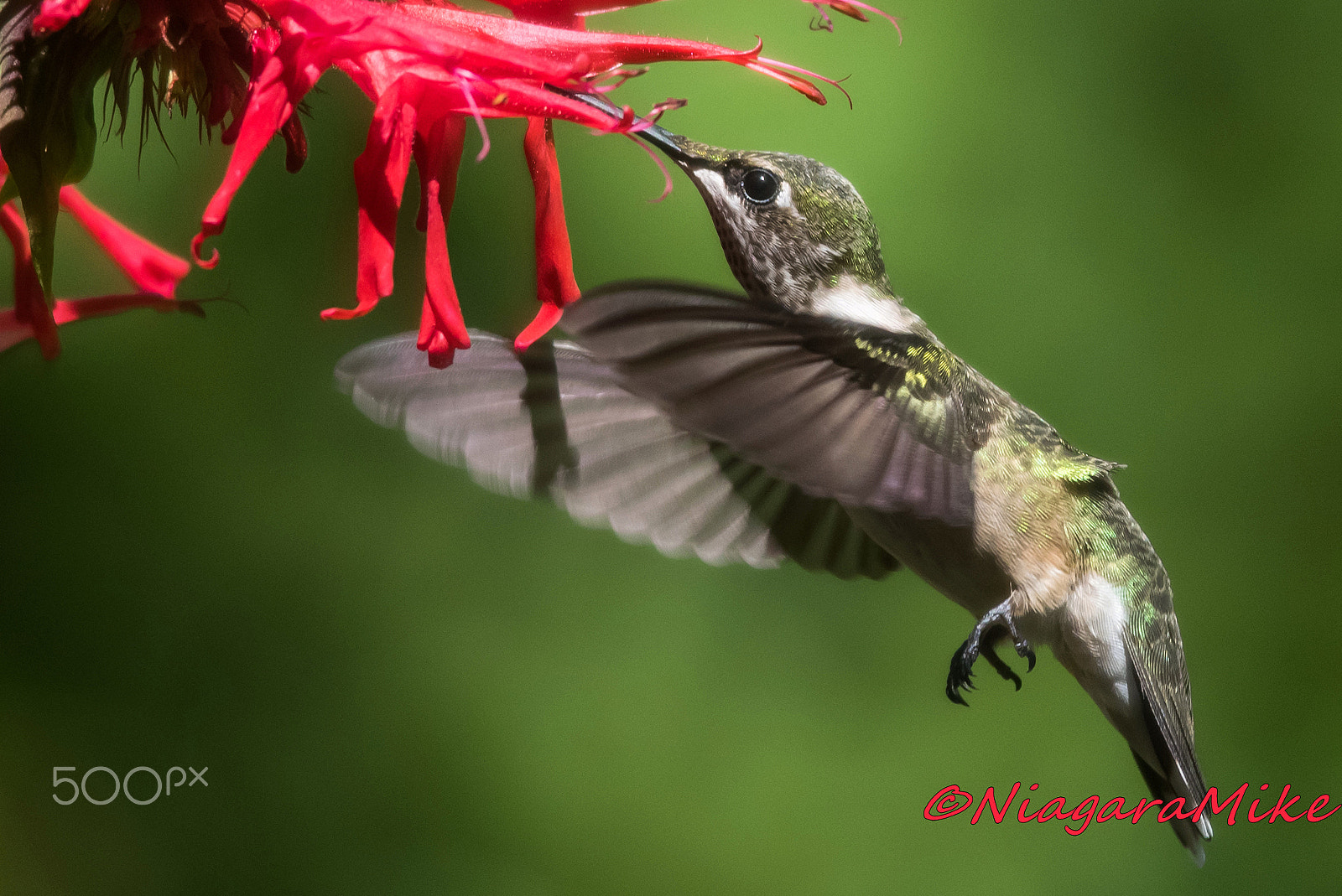 Nikon D810 + Nikon AF-S Nikkor 300mm F4D ED-IF sample photo. Ruby throated hummingbird photography