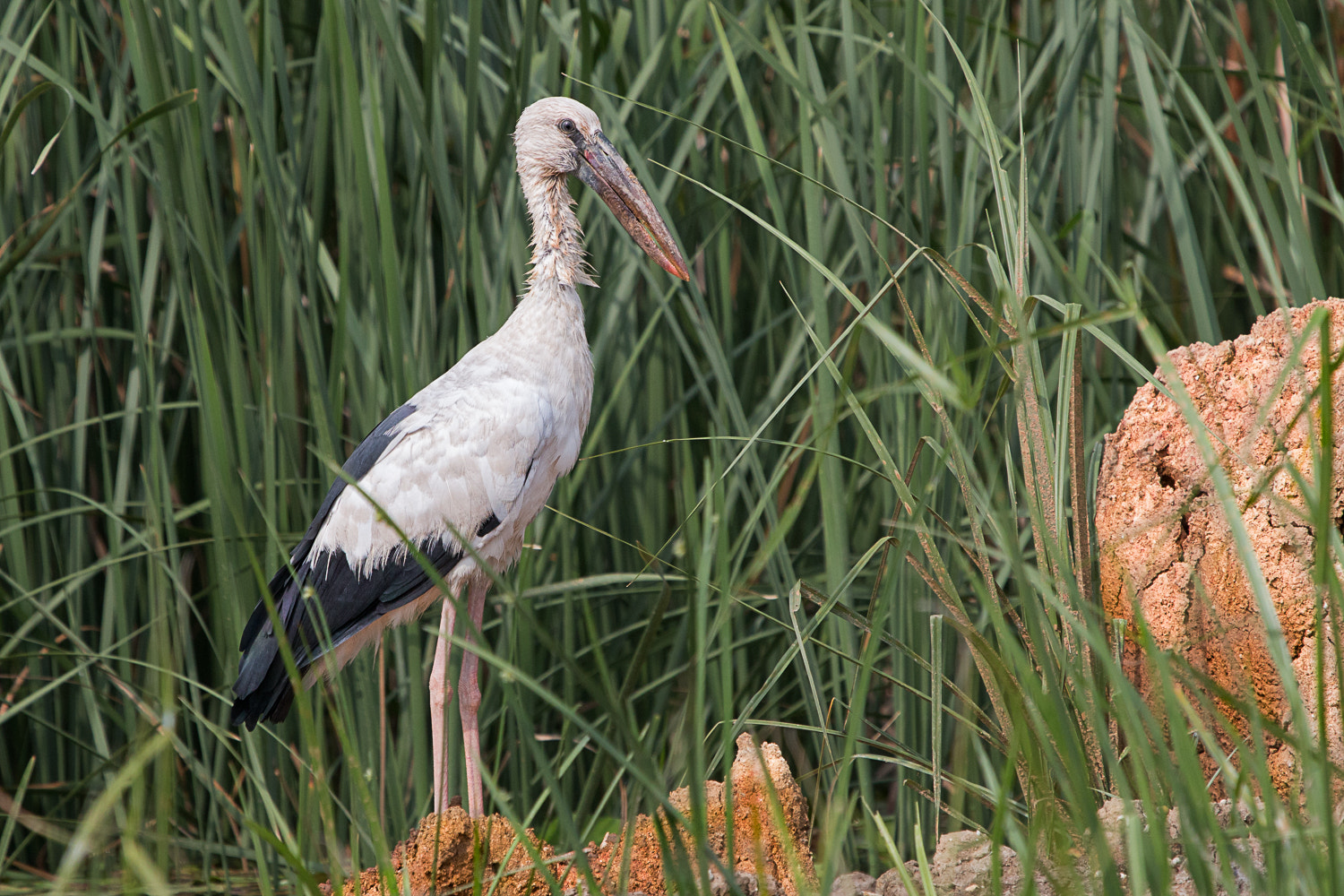 Canon EOS 70D + Canon EF 100-400mm F4.5-5.6L IS USM sample photo. Asian openbill photography