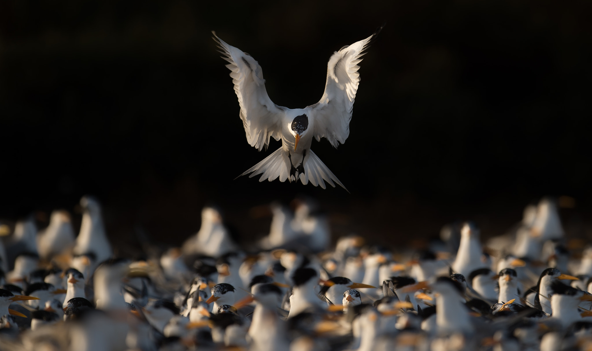 Nikon D4S + Nikon AF-S Nikkor 600mm F4E FL ED VR sample photo. Crested terns photography