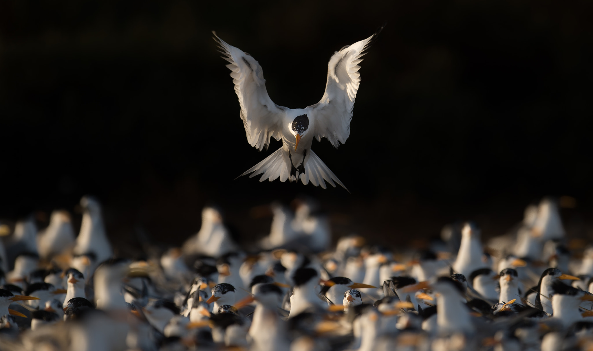 Nikon AF-S Nikkor 600mm F4E FL ED VR sample photo. Crested terns photography