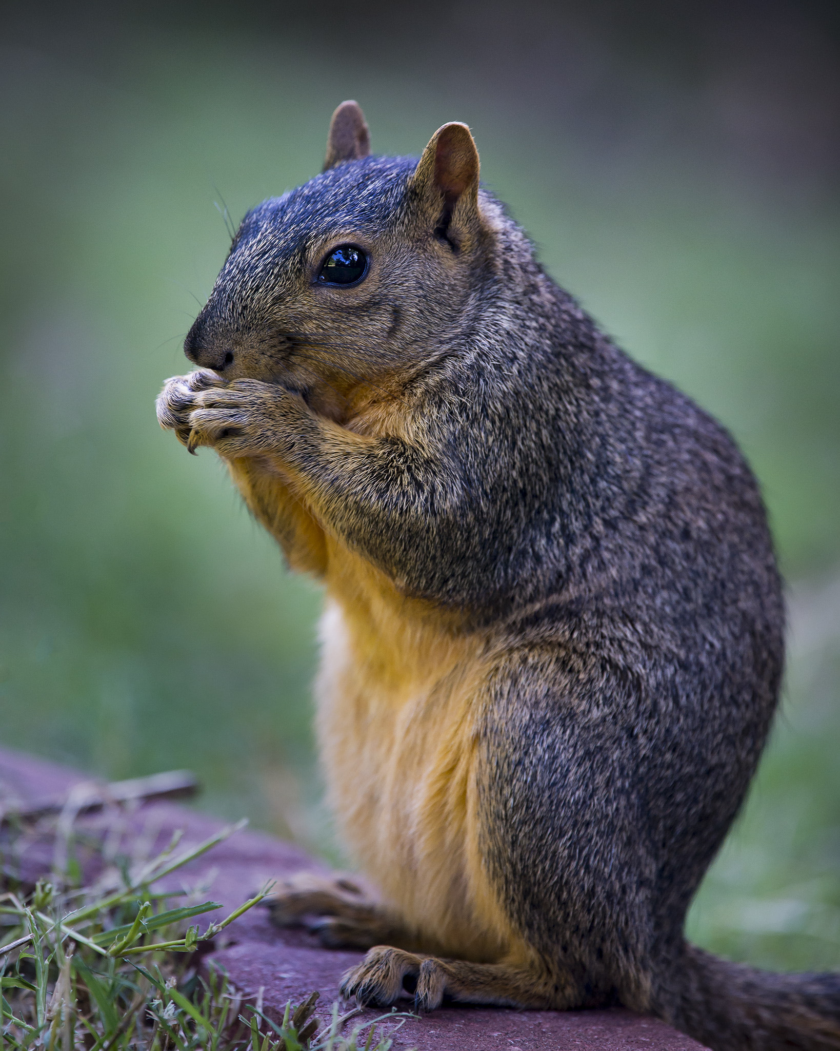 Nikon D600 sample photo. Fox squirrel photography