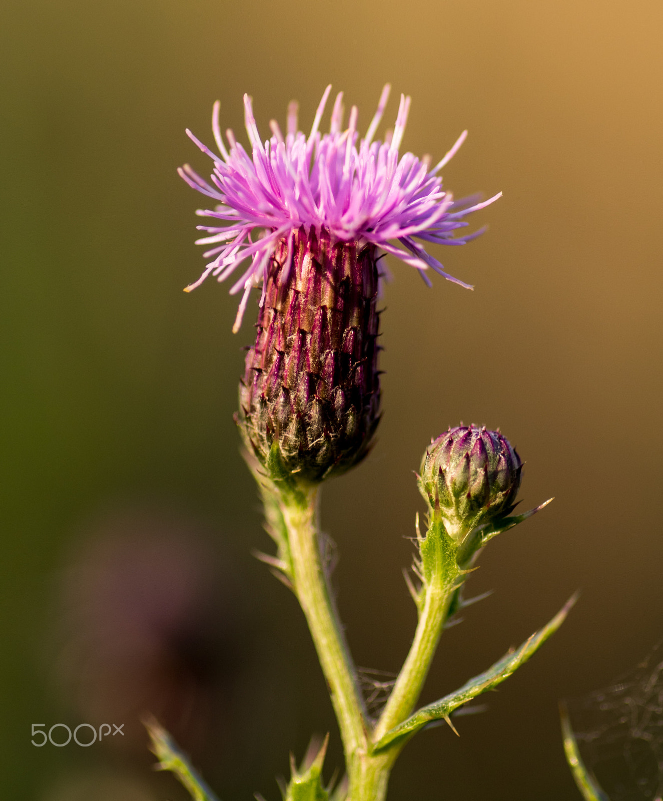 Tamron SP AF 90mm F2.8 Di Macro sample photo. Thistle photography