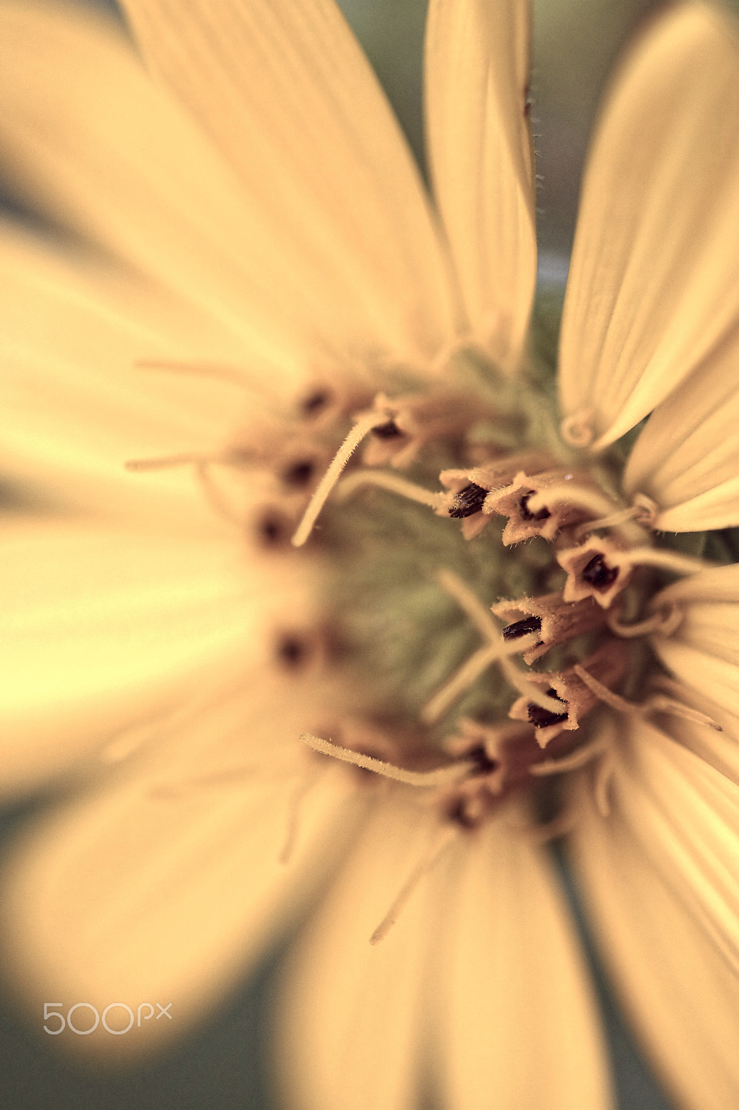 Canon EOS 760D (EOS Rebel T6s / EOS 8000D) sample photo. Yellow photography