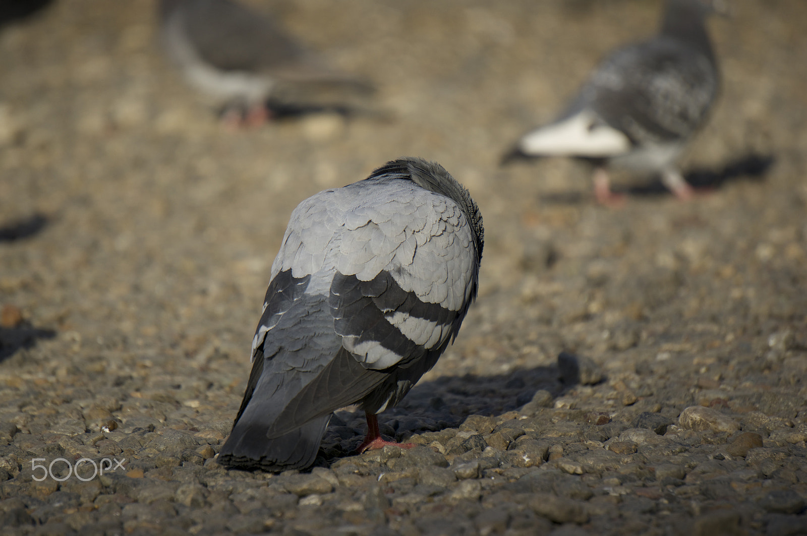 Sony Alpha NEX-5R sample photo. 侘助 photography