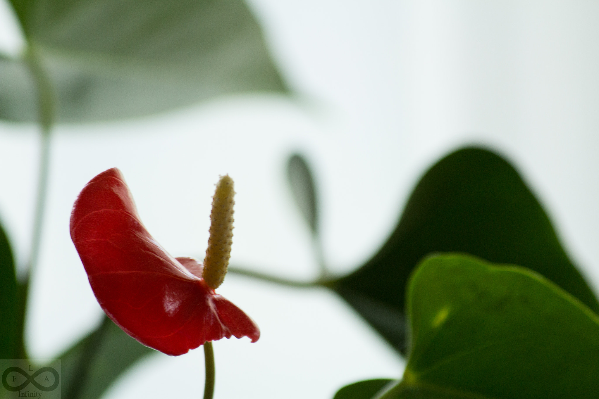 Canon EF 70-300mm F4-5.6 IS USM sample photo. First try 70 300mm photography