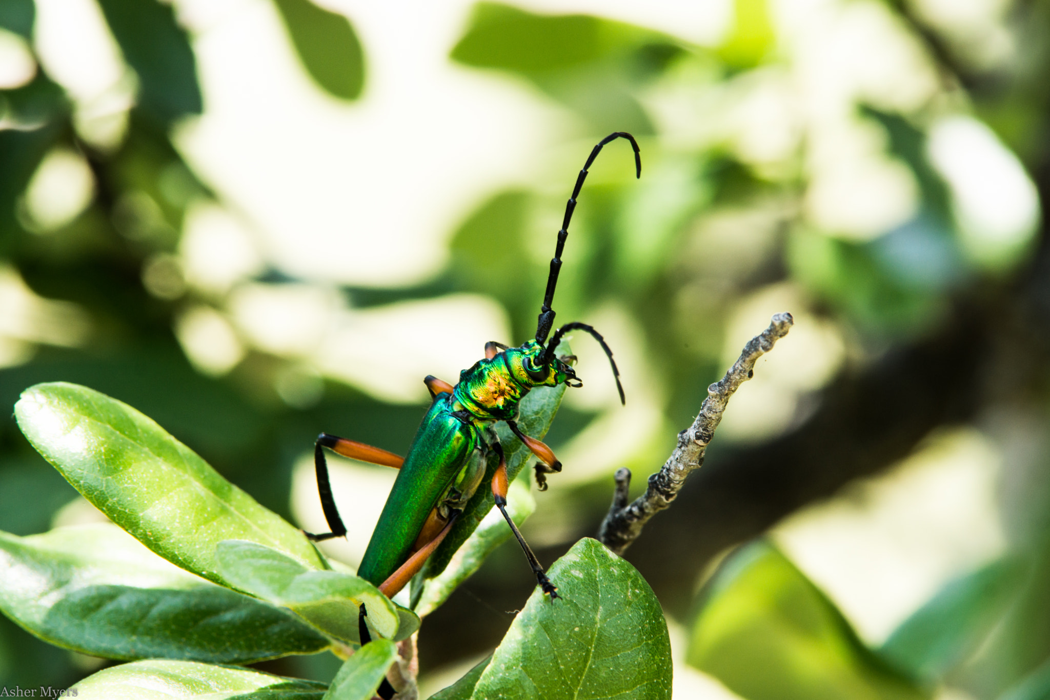 Tamron SP AF 70-200mm F2.8 Di LD (IF) MACRO sample photo. Bumelia borer photography