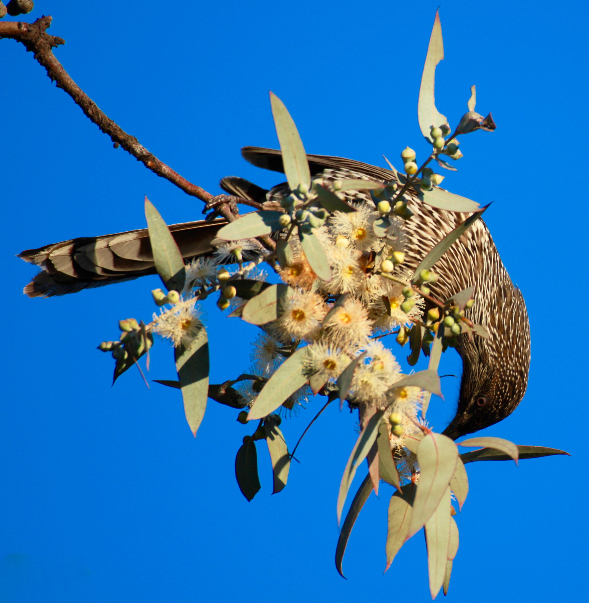 Canon EF 100-400mm F4.5-5.6L IS USM sample photo. Red wattle bird photography