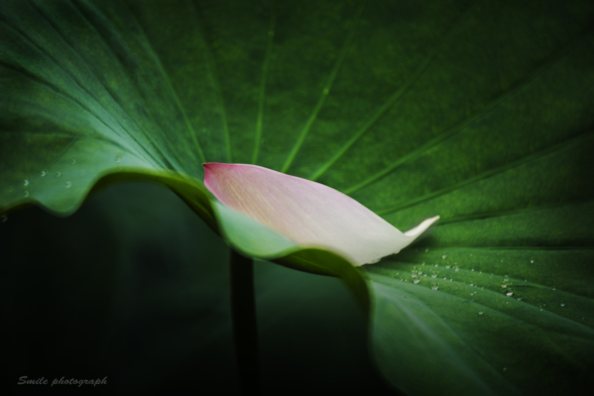 Sony 500mm F8 Reflex sample photo