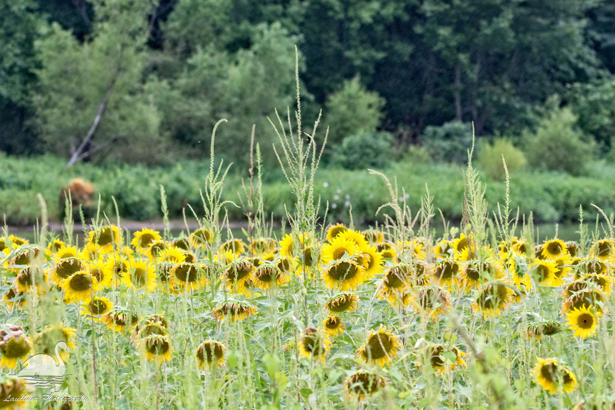 Sigma 150-600mm F5-6.3 DG OS HSM | C sample photo. Do sunflowers get sad on cloudy days? photography
