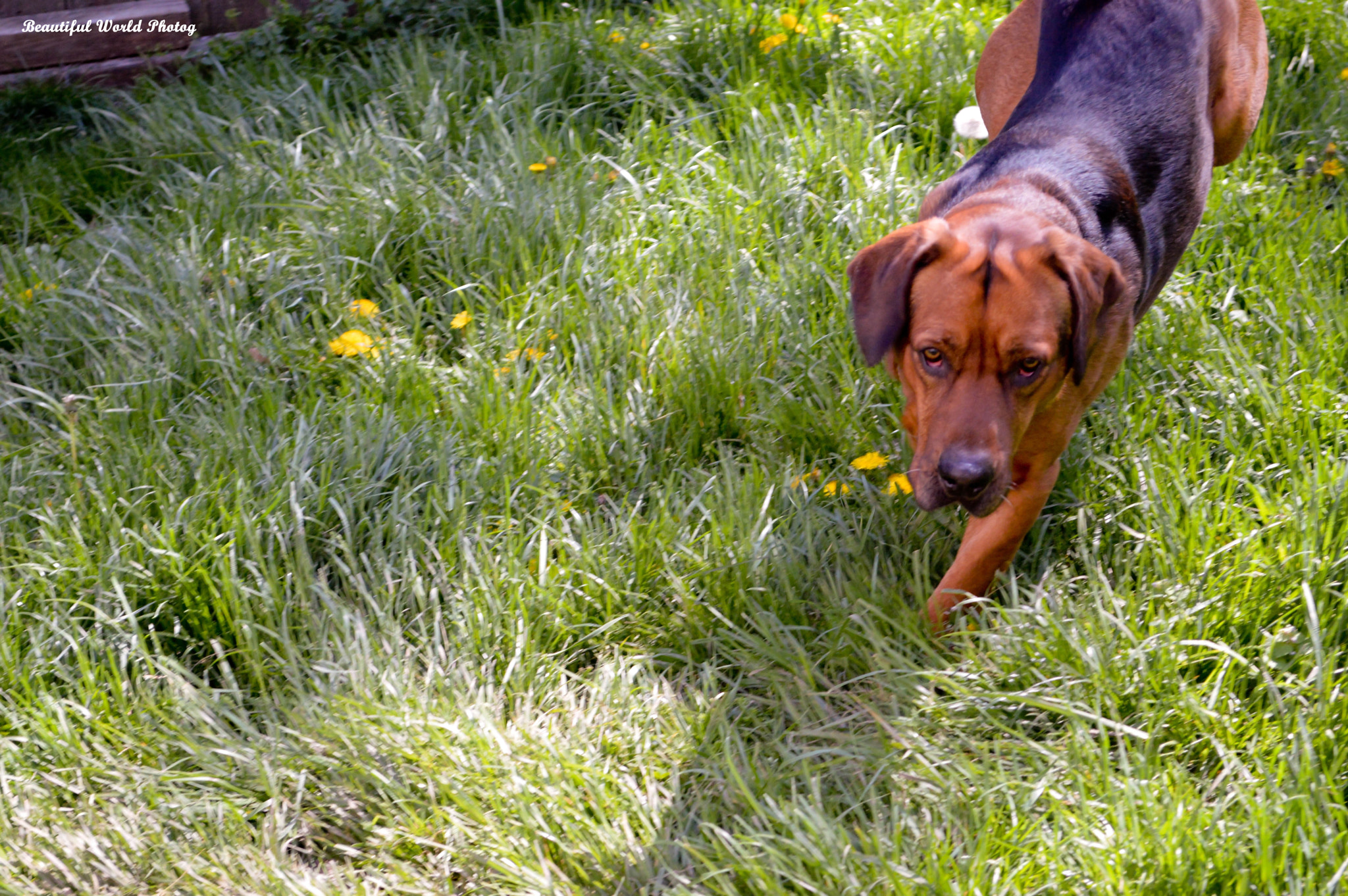 Sigma 18-250mm F3.5-6.3 DC OS HSM sample photo. Harley () photography