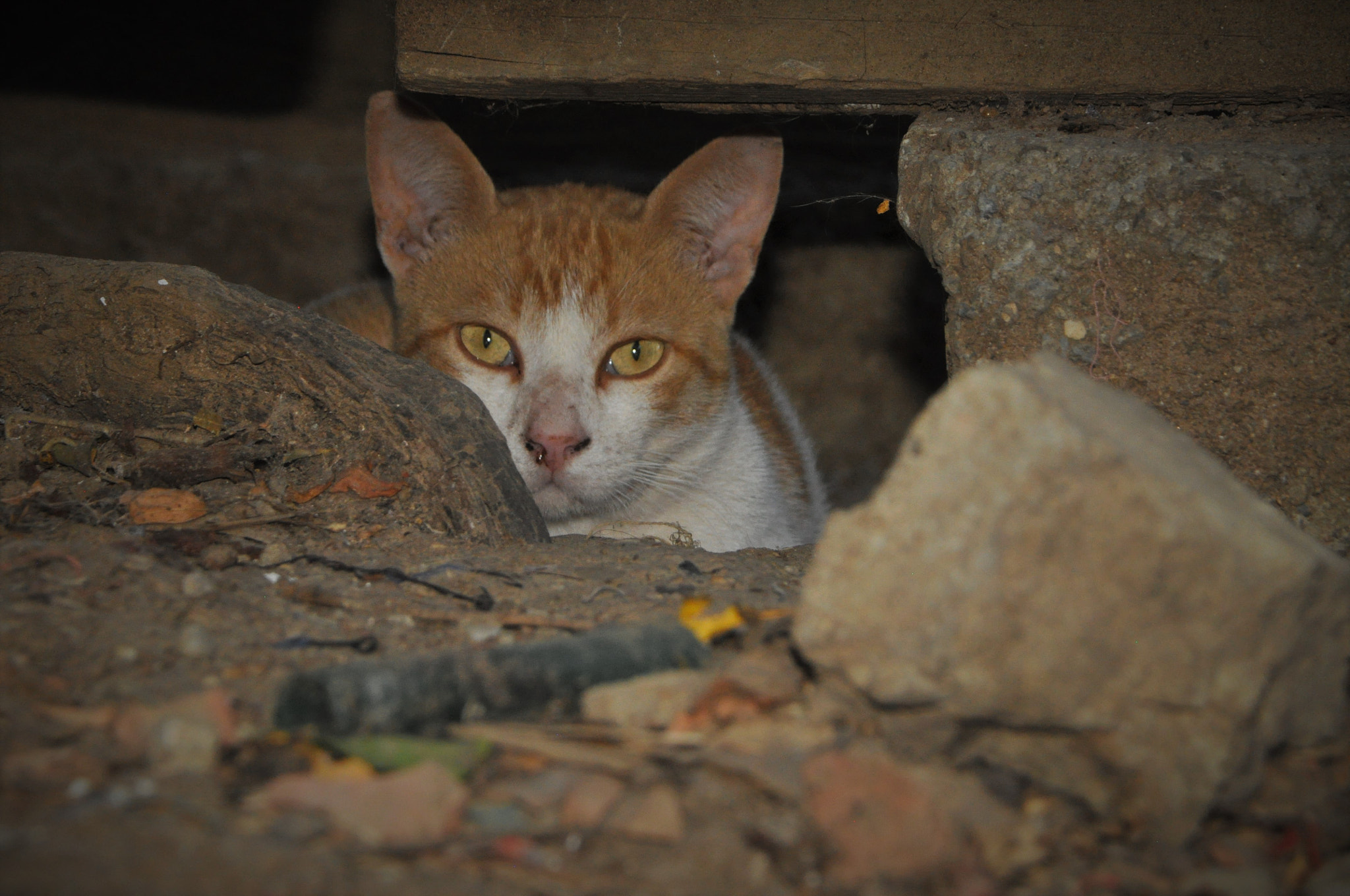 AF Zoom-Nikkor 24-120mm f/3.5-5.6D IF sample photo. Chate <3 photography