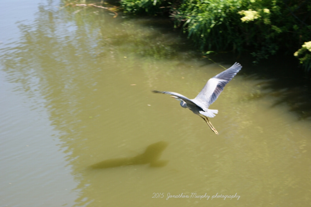Sony Alpha DSLR-A390 sample photo