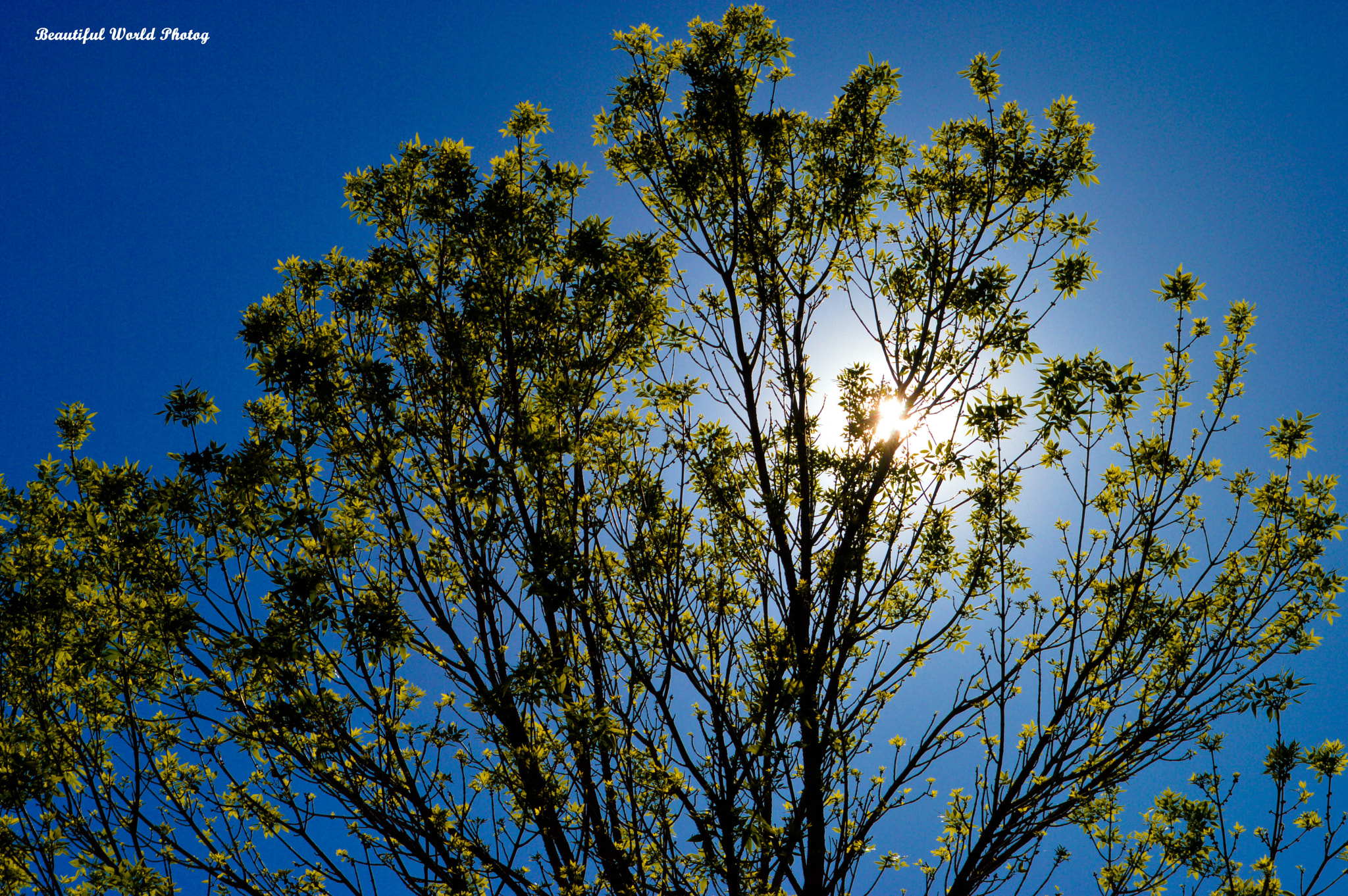 Nikon D3200 + Sigma 24mm F1.8 EX DG Aspherical Macro sample photo. -39.jpg photography