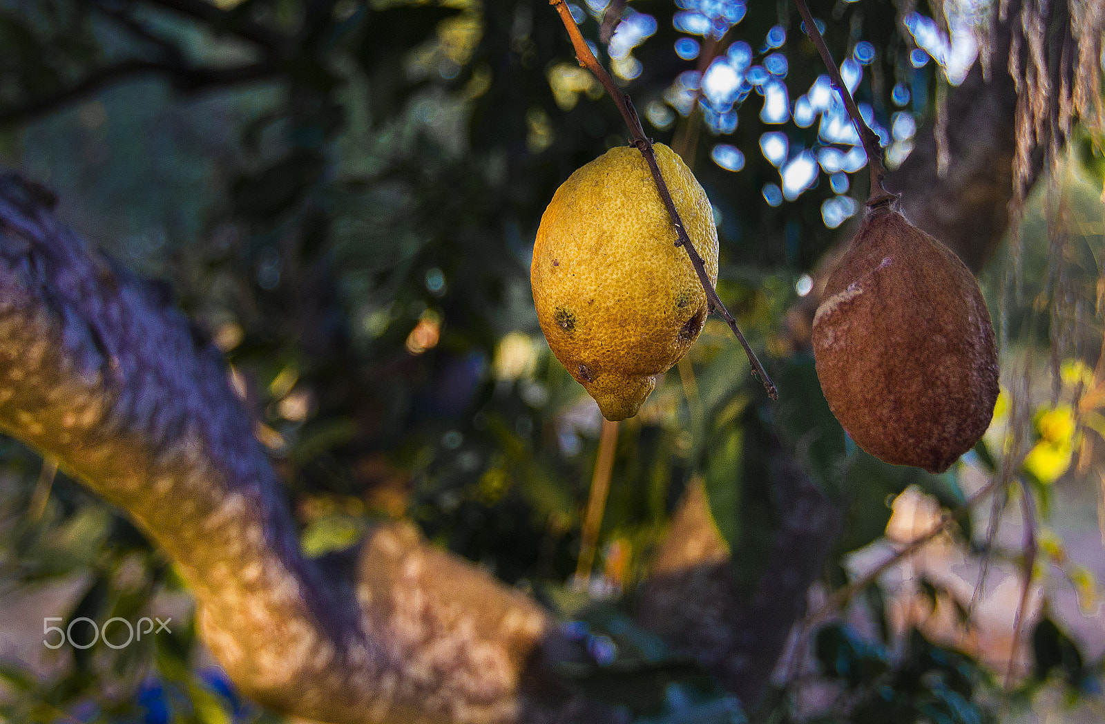 Tokina AT-X 12-28mm F4 Pro DX sample photo. Naturaleza muerta photography