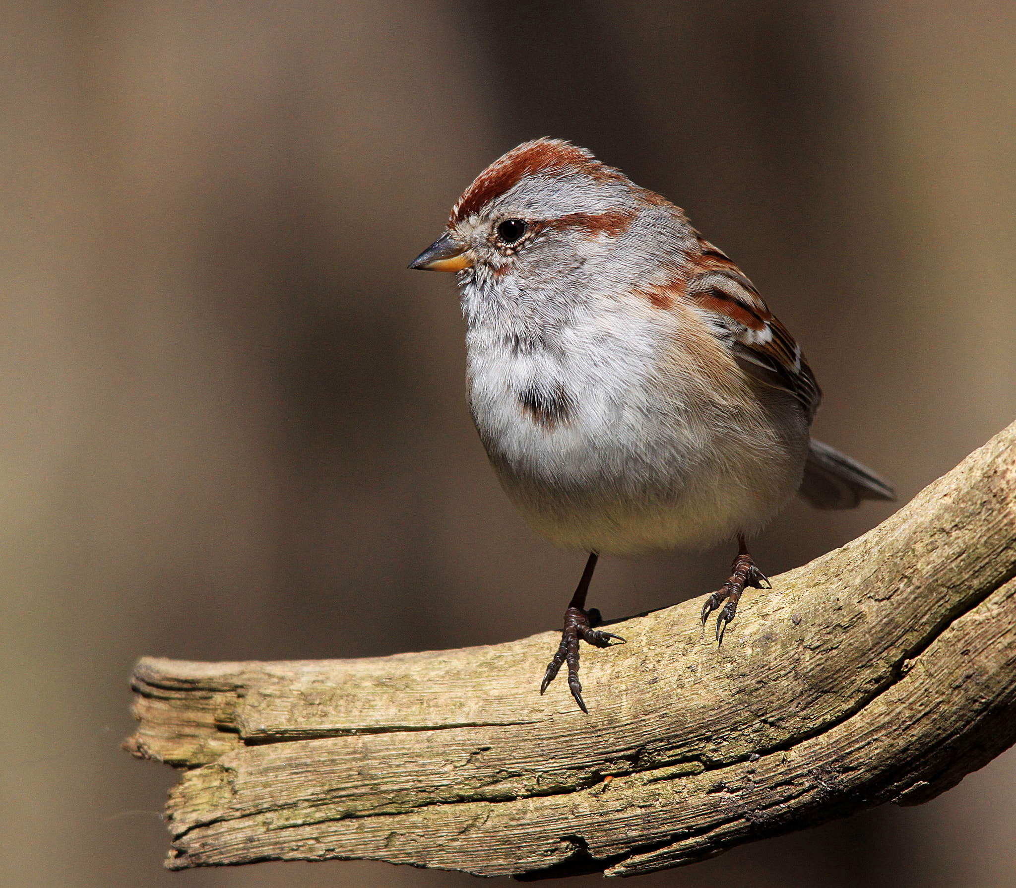 Sigma 150-500mm F5-6.3 DG OS HSM sample photo. Sparrow on log photography