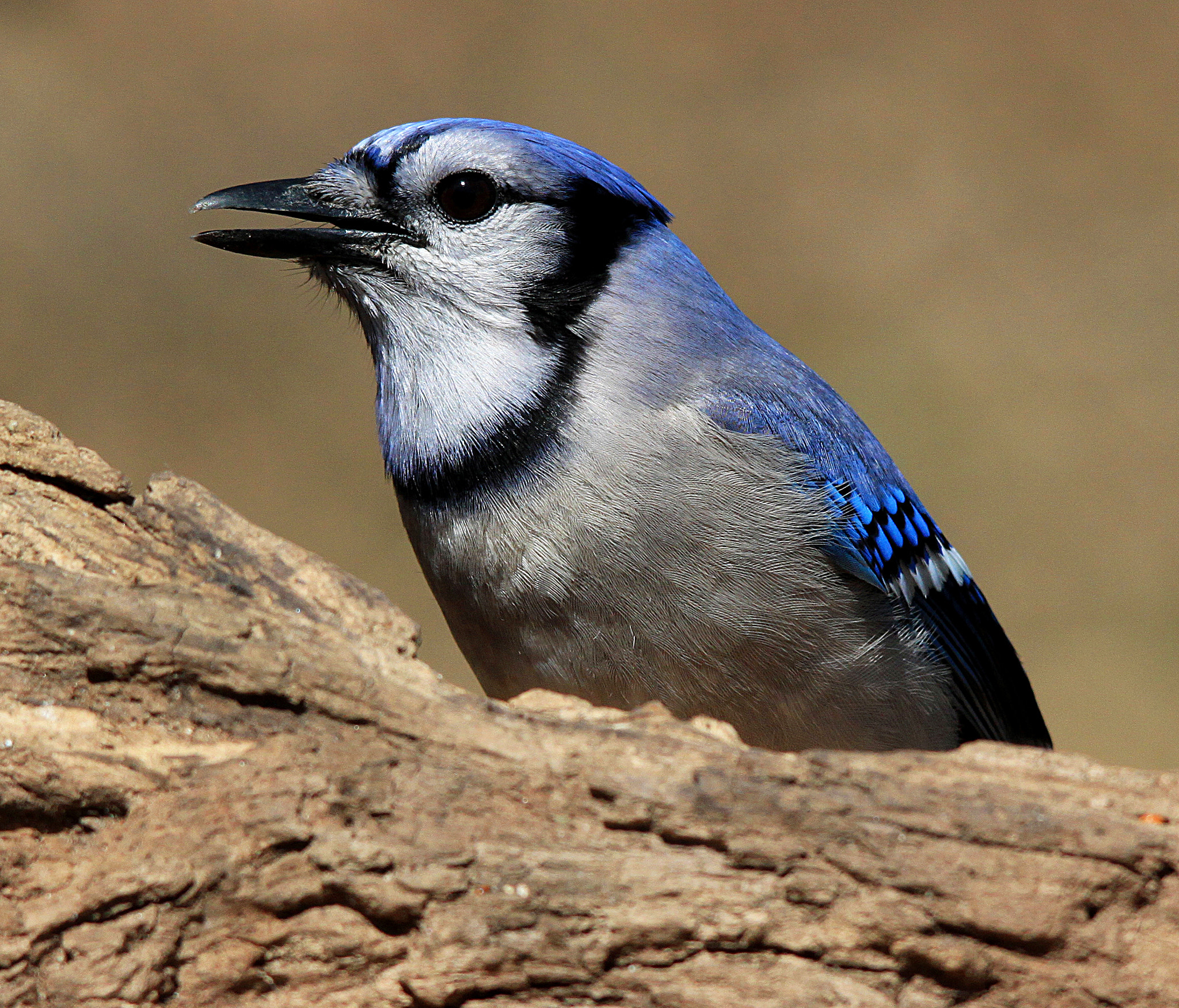 Sigma 150-500mm F5-6.3 DG OS HSM sample photo. Bluejay portrait photography