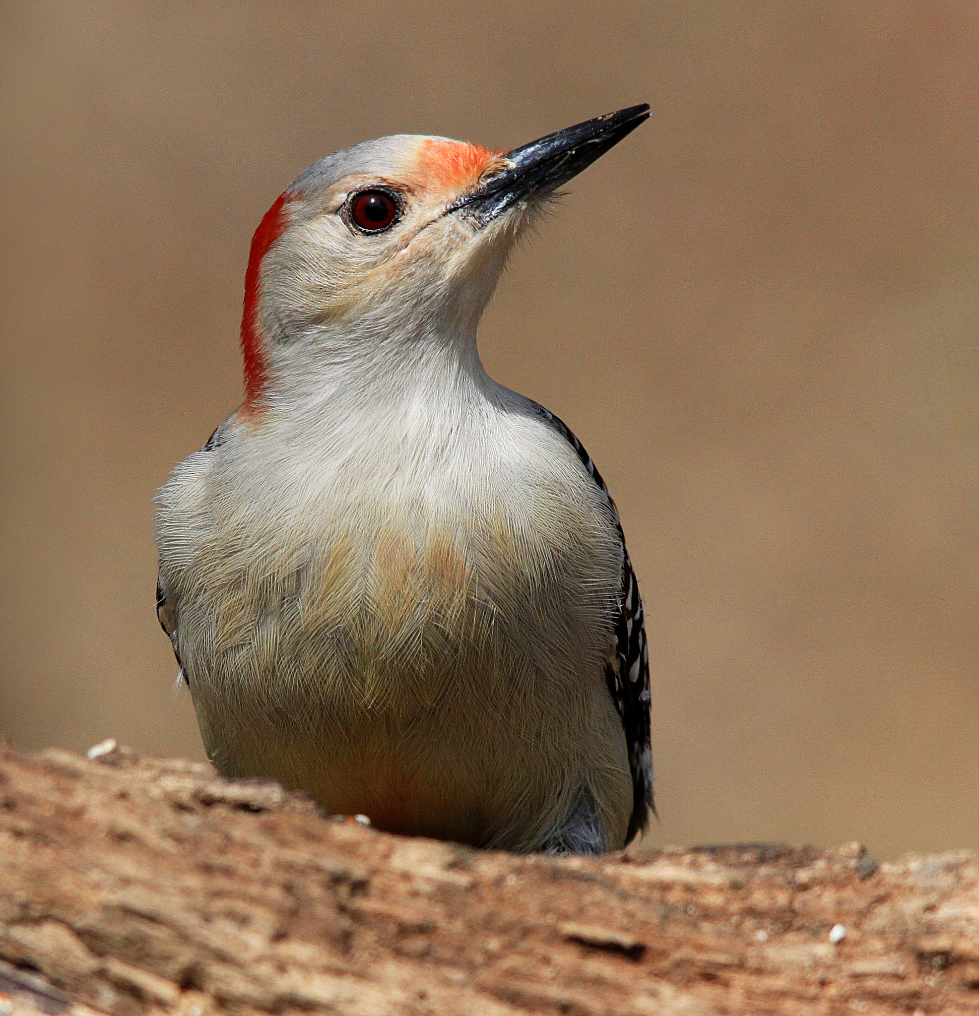 Sigma 150-500mm F5-6.3 DG OS HSM sample photo. Red-bellied woodpecker photography