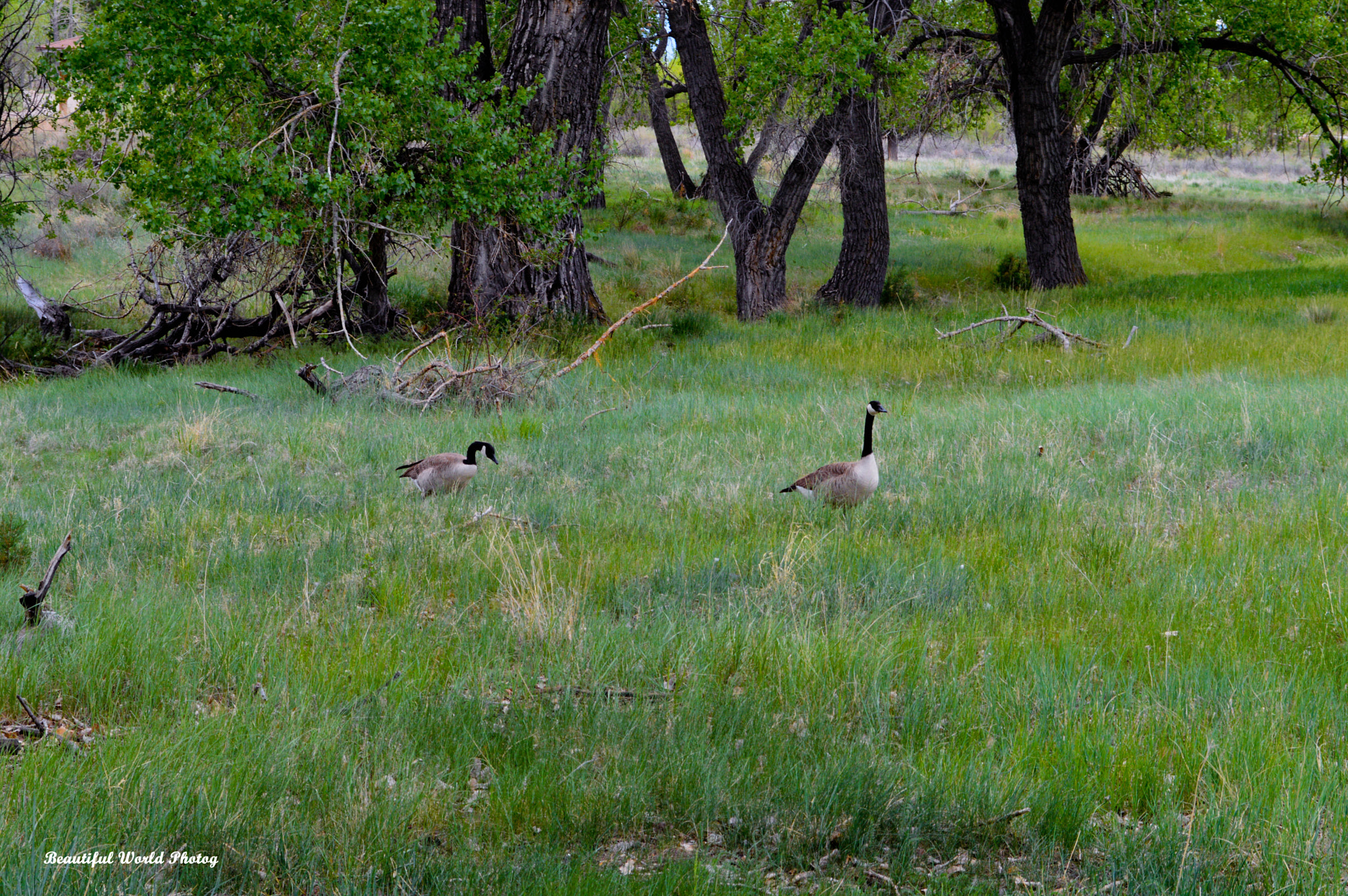 AF Zoom-Nikkor 35-105mm f/3.5-4.5D sample photo. Refuge () photography