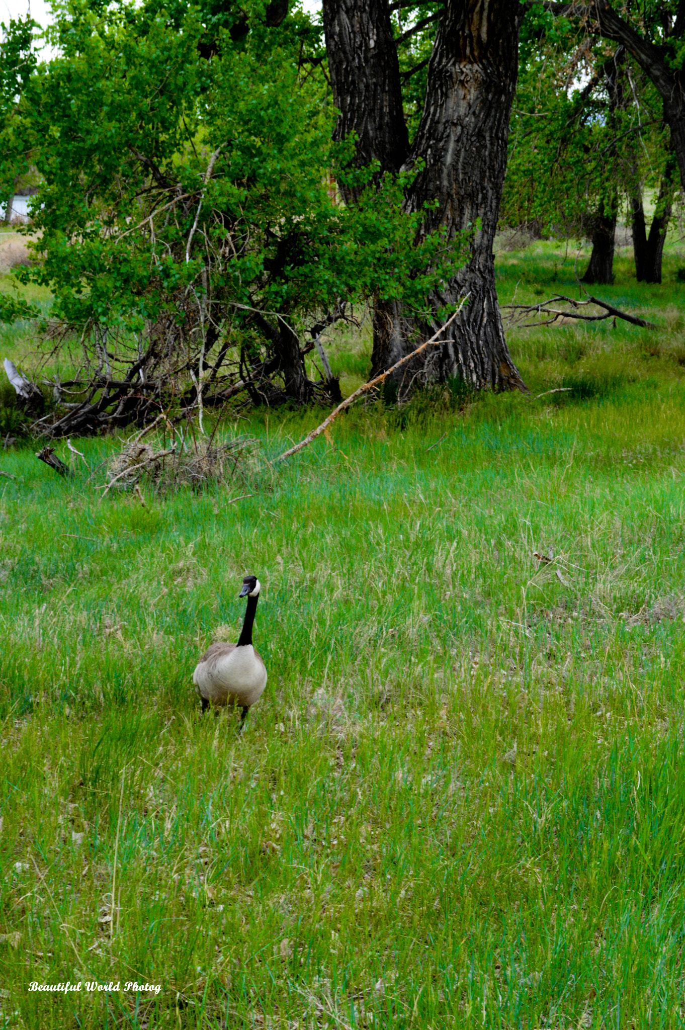Nikon D3200 + Nikon AF Micro-Nikkor 60mm F2.8D sample photo. Refuge () photography
