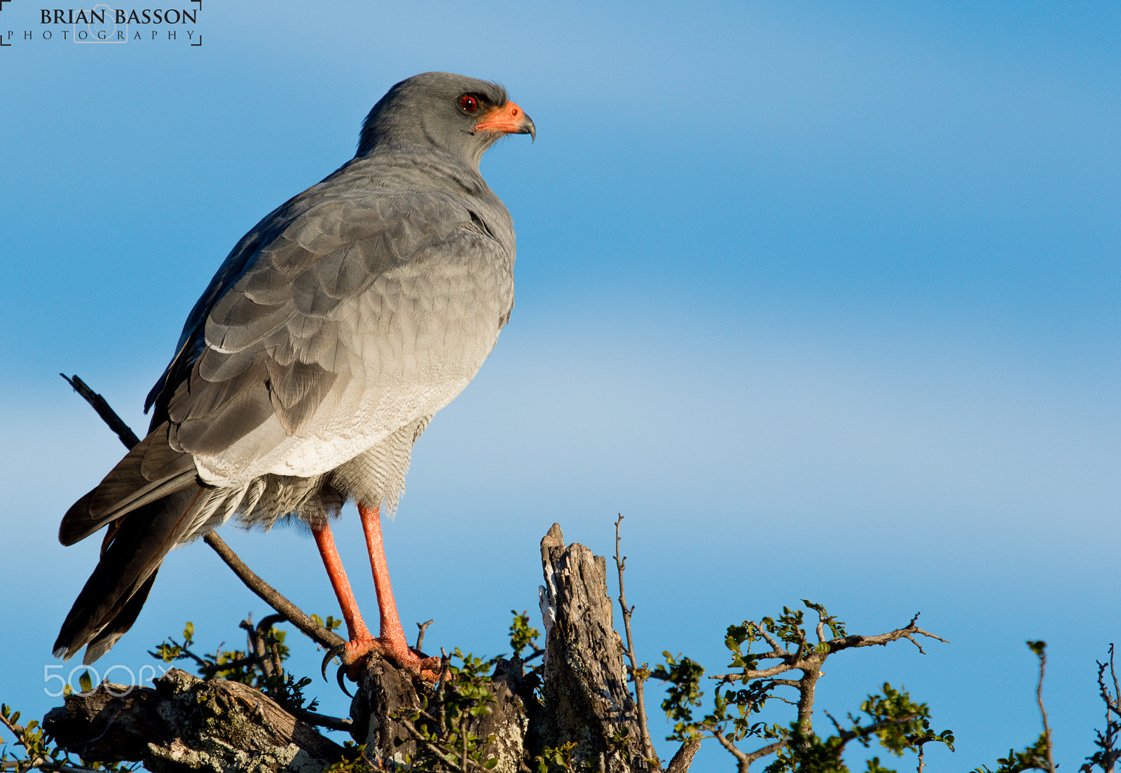 Canon EF 100-400mm F4.5-5.6L IS USM sample photo. Pale chanting goshawk - south africa photography