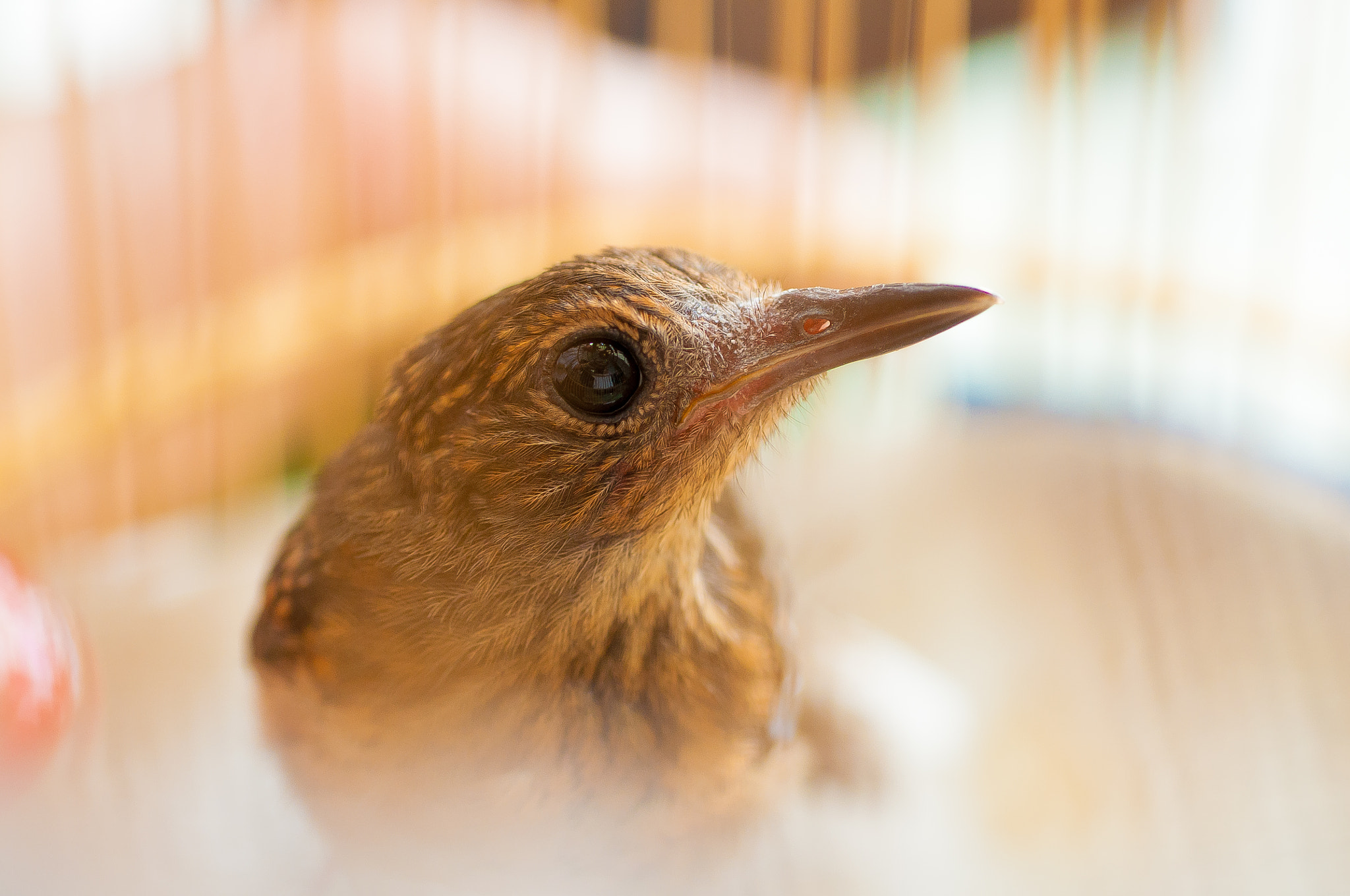 Nikon D90 + Nikon AF Micro-Nikkor 60mm F2.8D sample photo. White-rumped shama photography