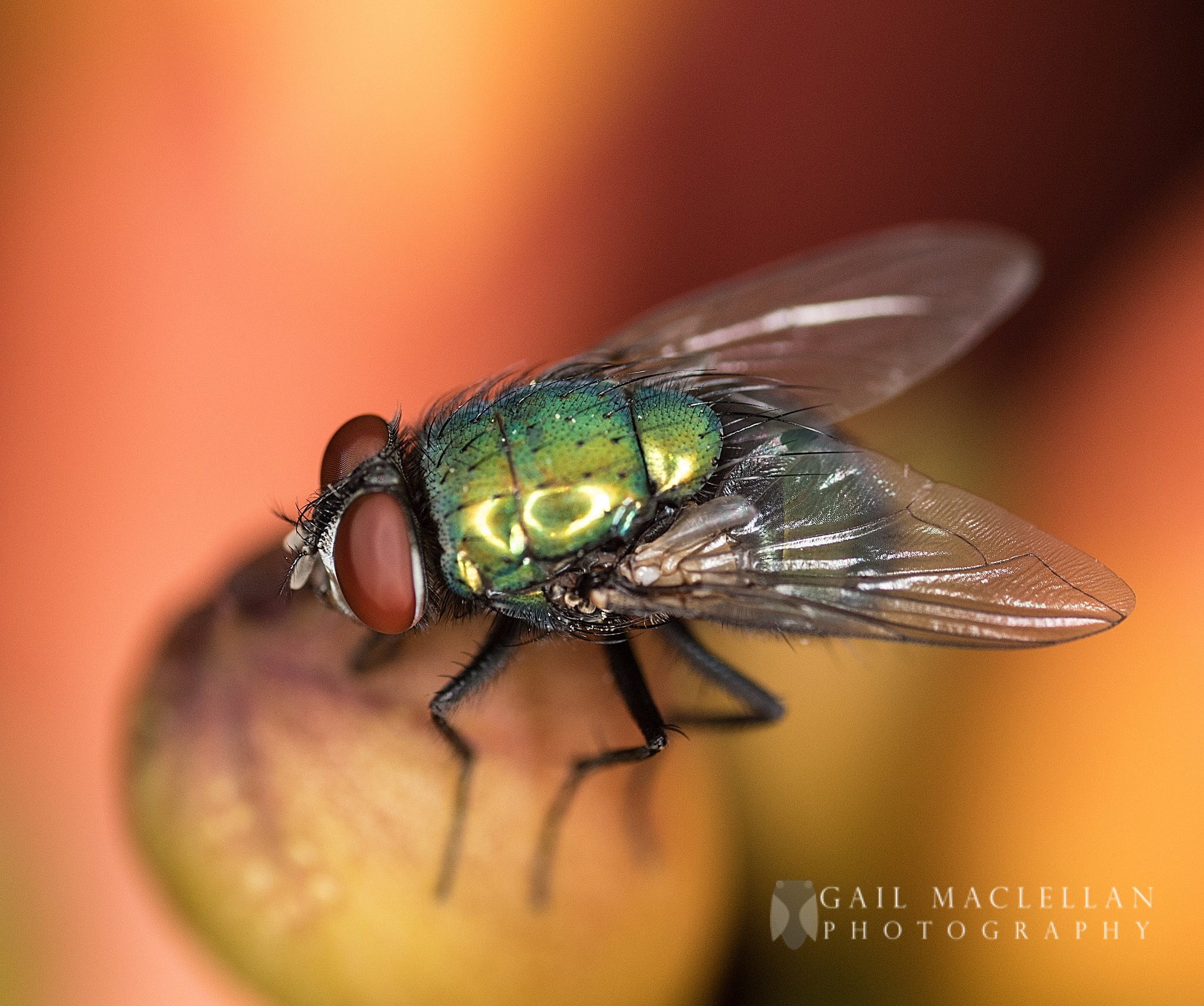 Canon MP-E 65mm F2.5 1-5x Macro Photo sample photo. Blow flies (calliphoridae) photography