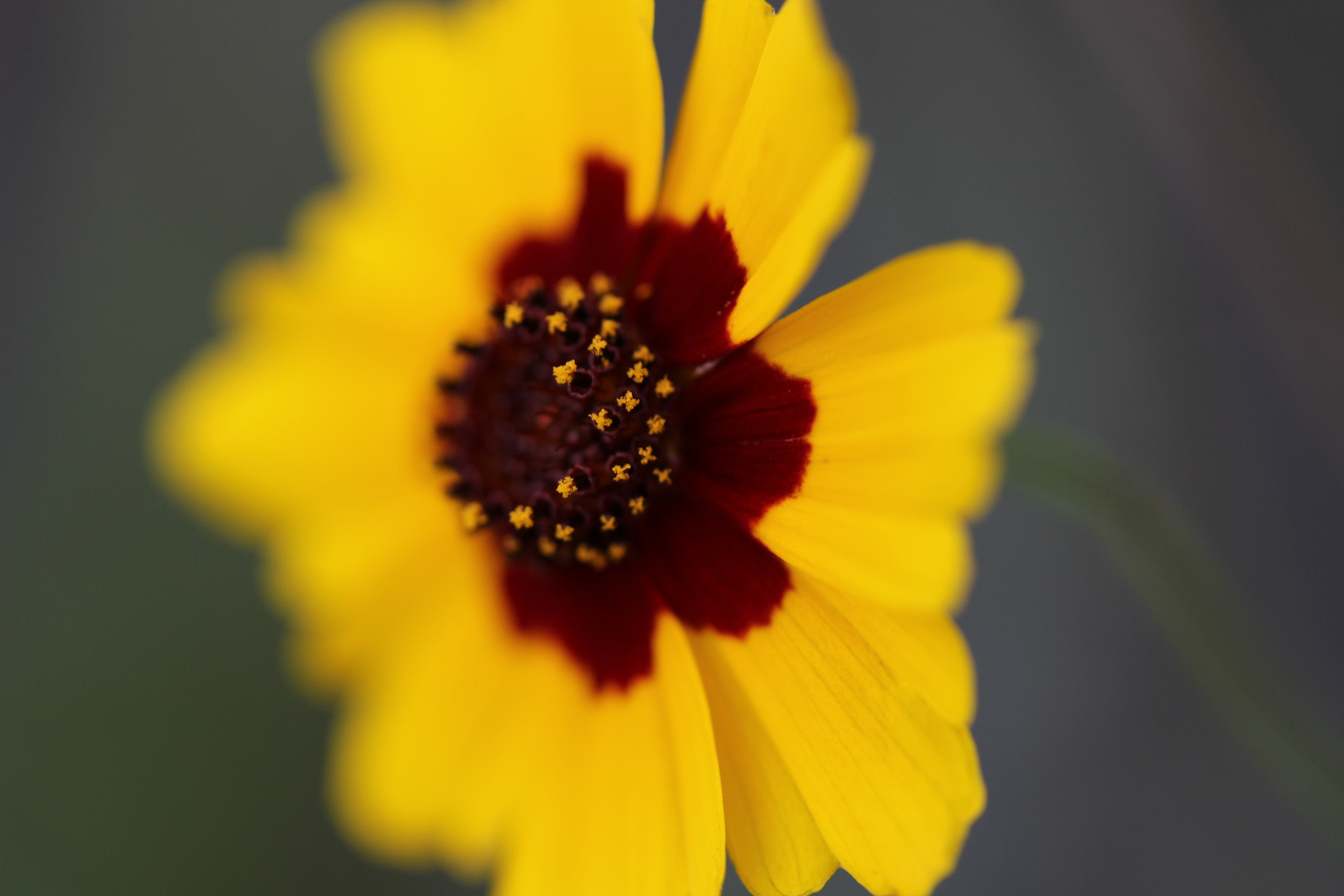 Canon EF-S 60mm F2.8 Macro USM sample photo. Wildflower photography