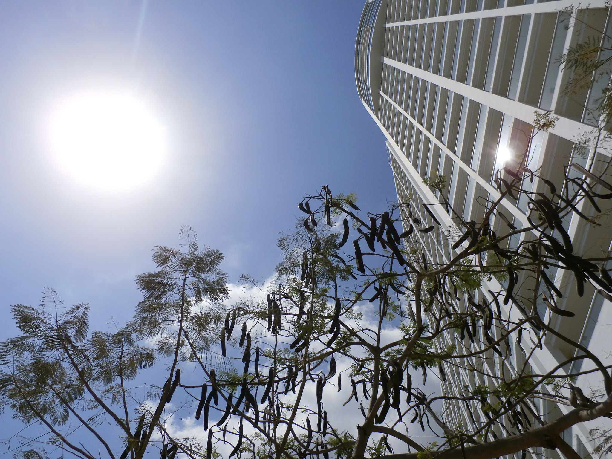 Olympus SZ-15,DZ-100 sample photo. The sun in the corner photography